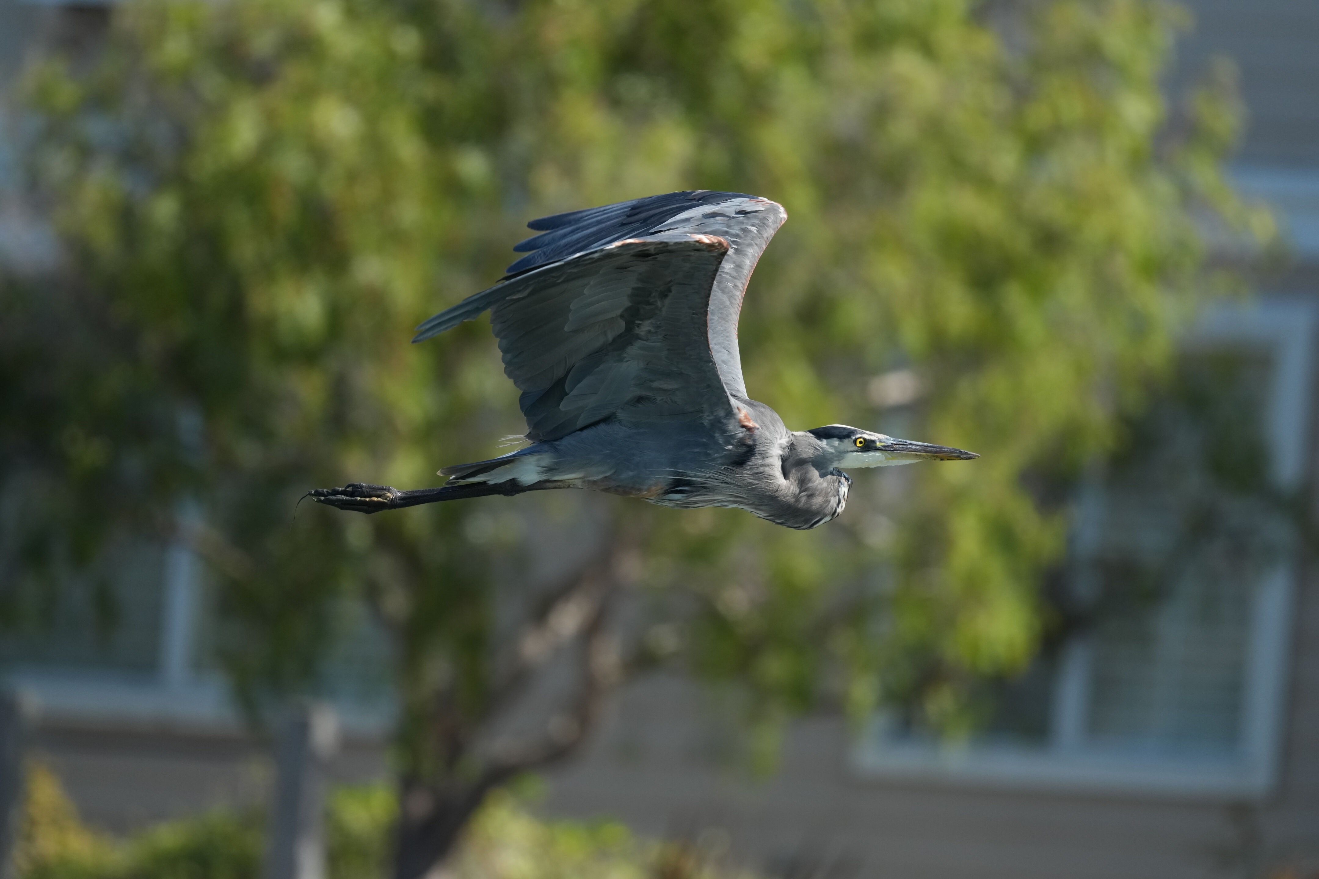 Redwood Shores Loop Trail