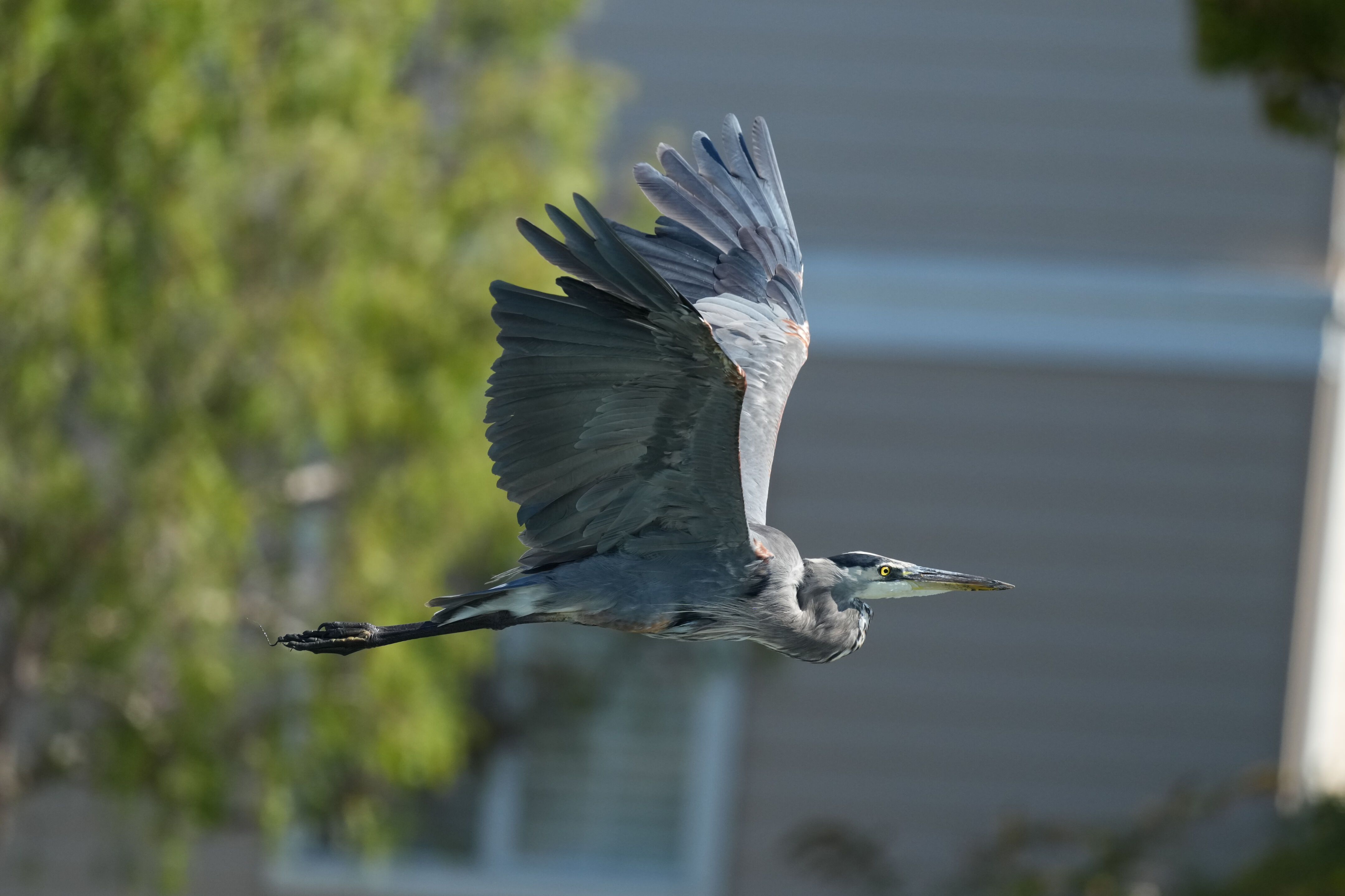 Redwood Shores Loop Trail