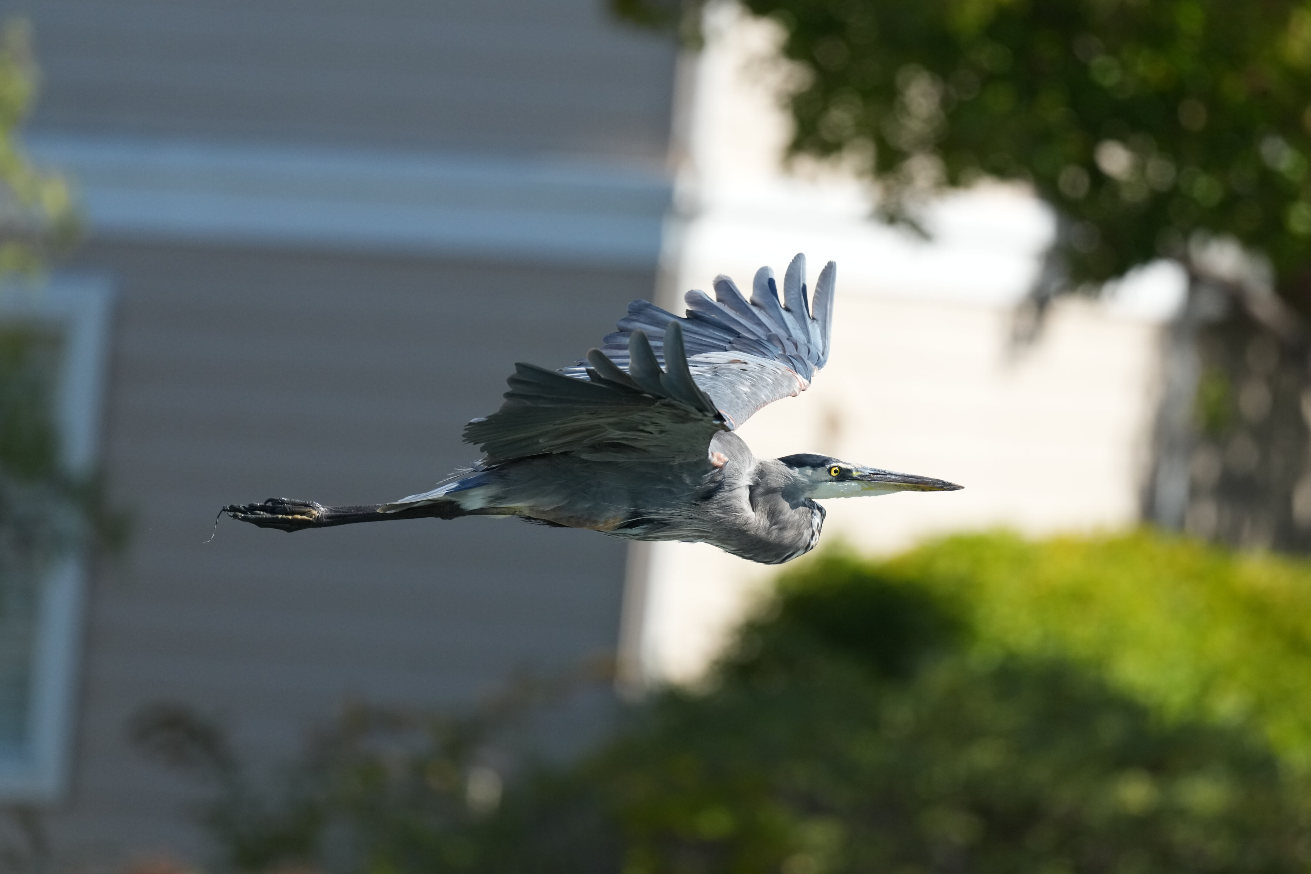 Redwood Shores Loop Trail