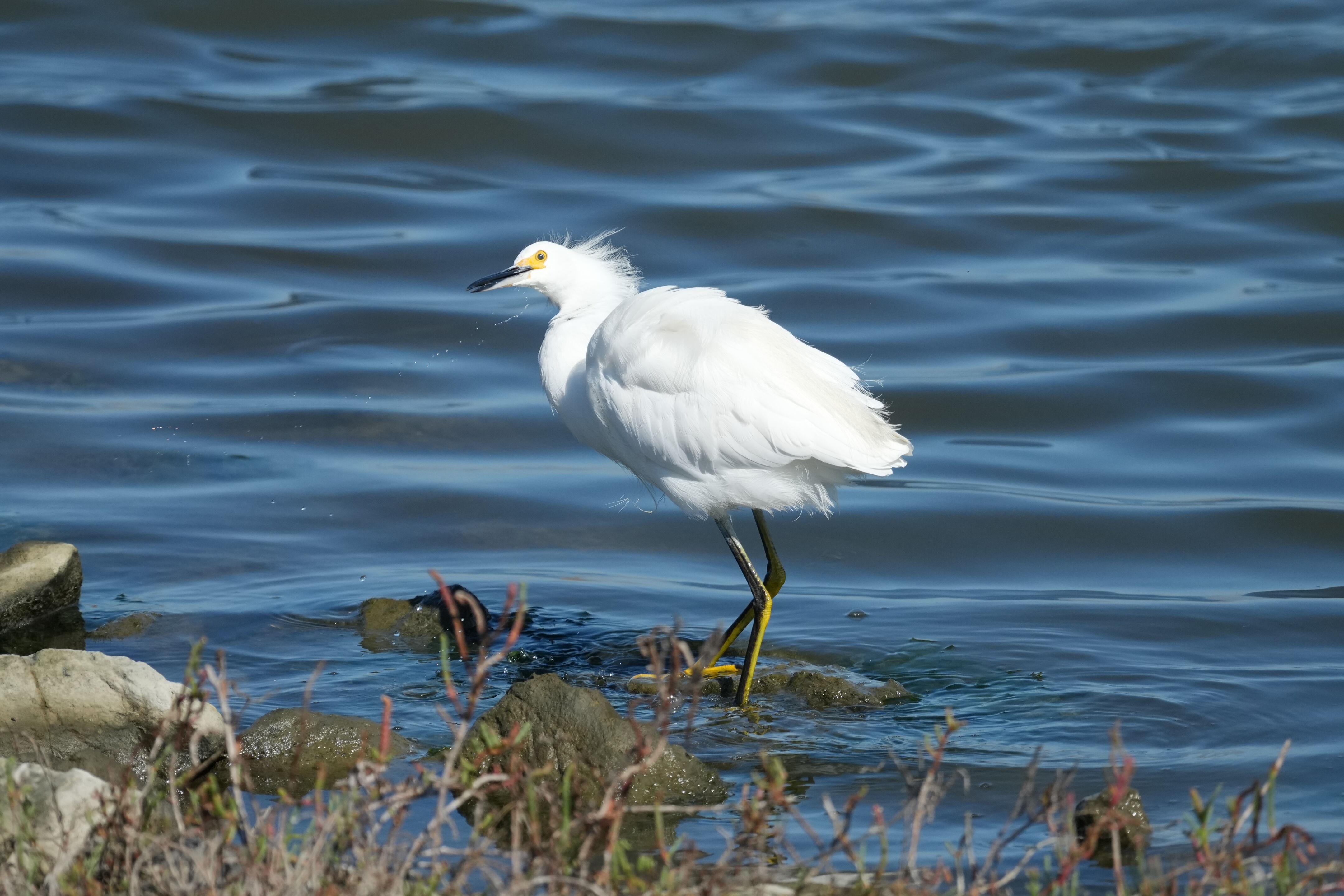 Redwood Shores Loop Trail