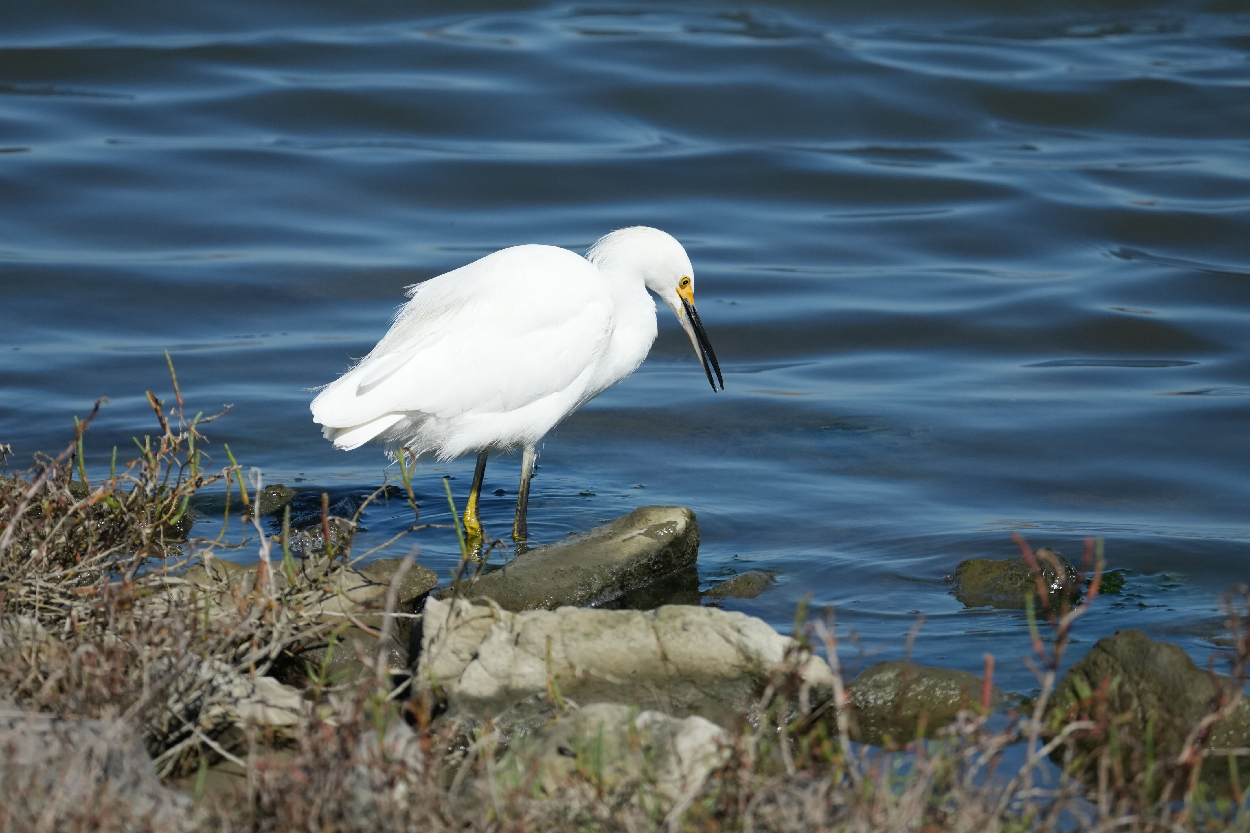 Redwood Shores Loop Trail