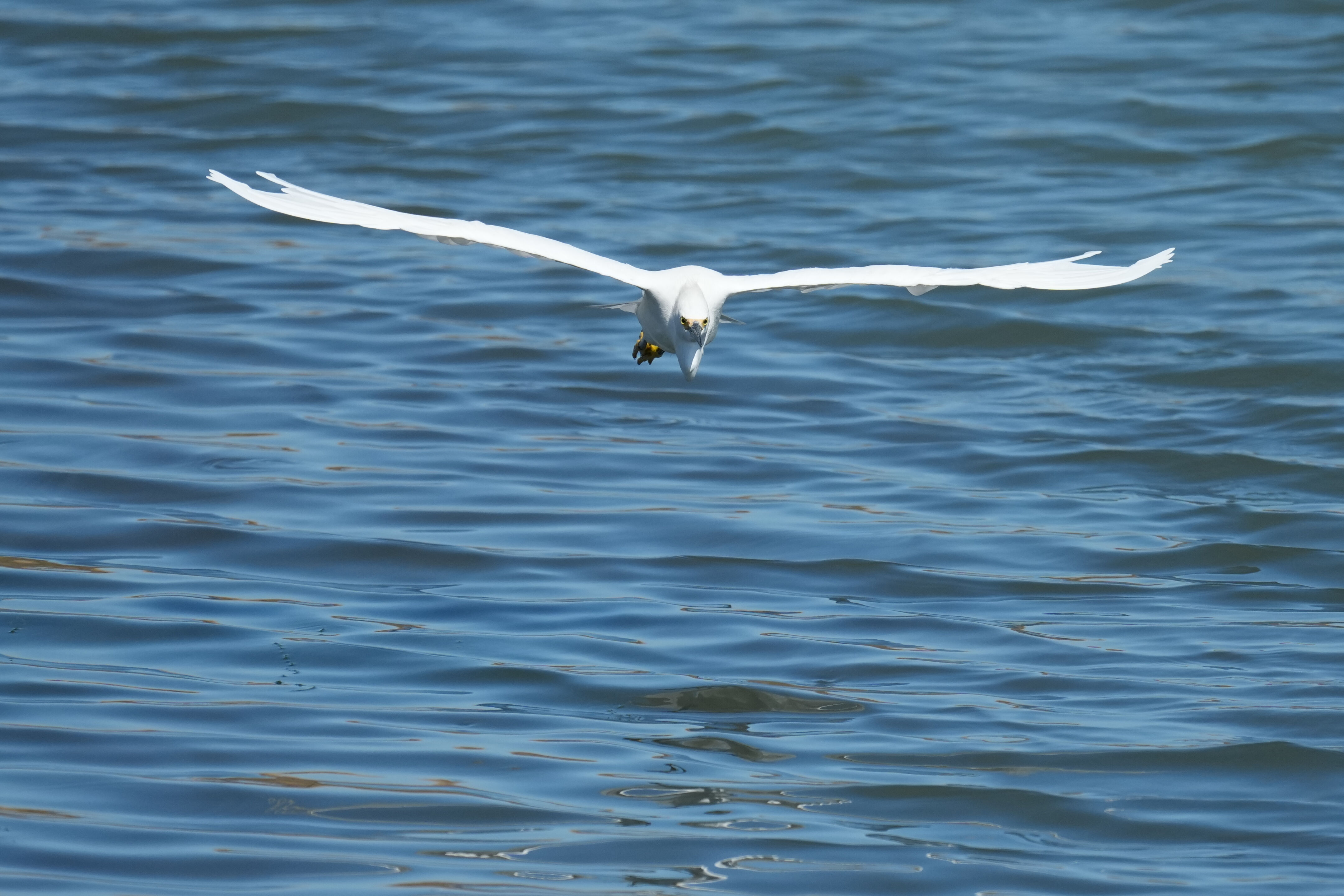 Redwood Shores Loop Trail