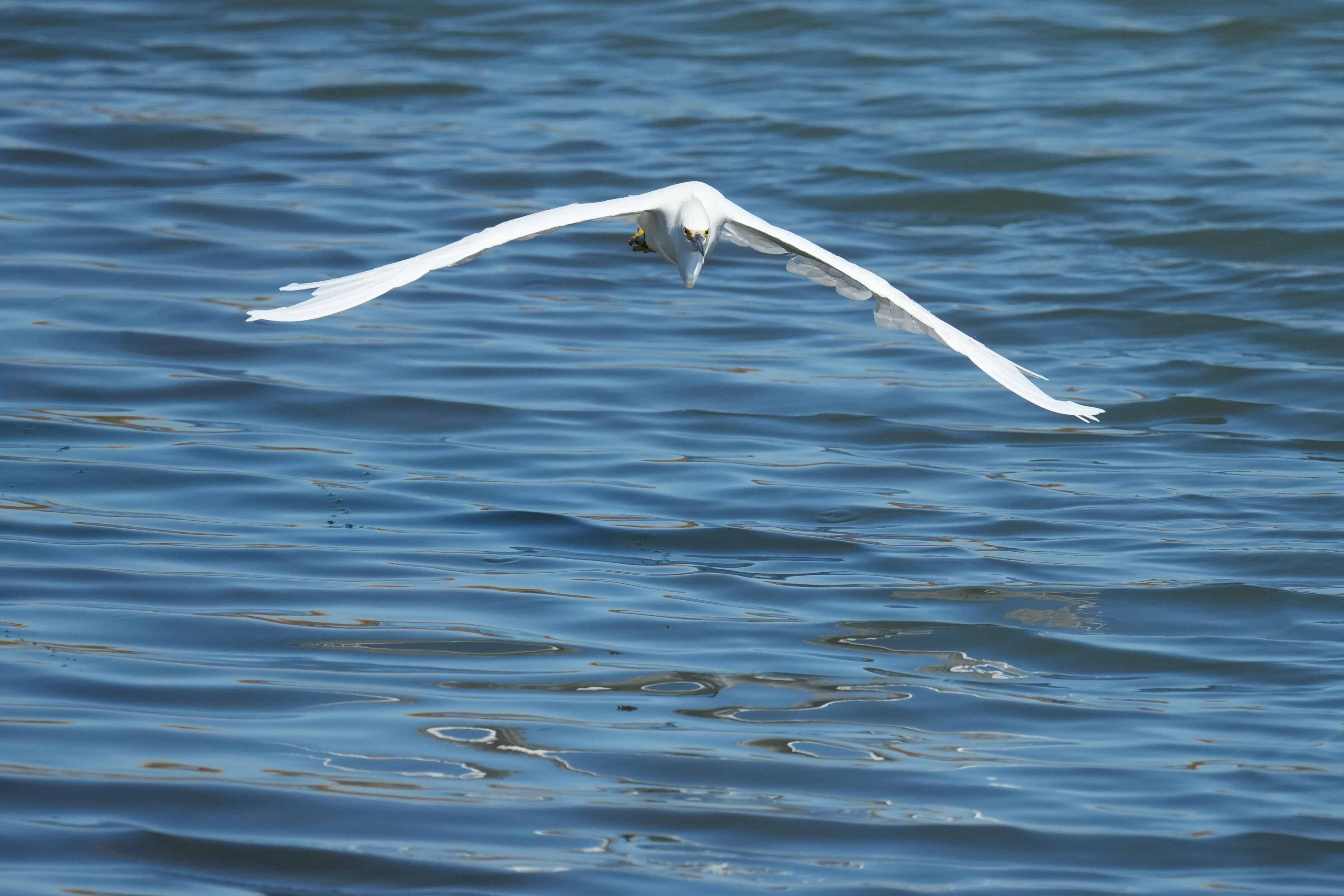 Redwood Shores Loop Trail