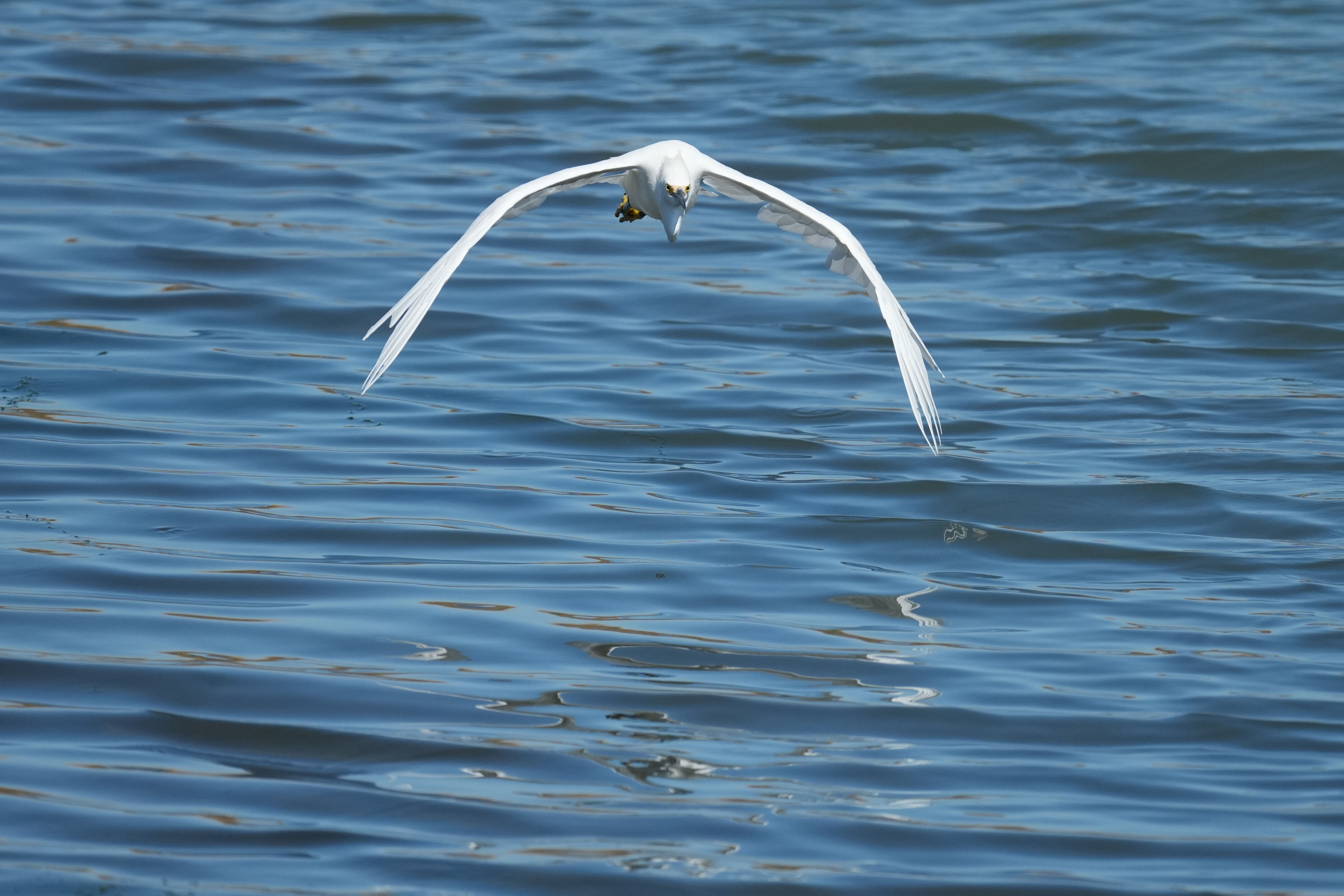 Redwood Shores Loop Trail