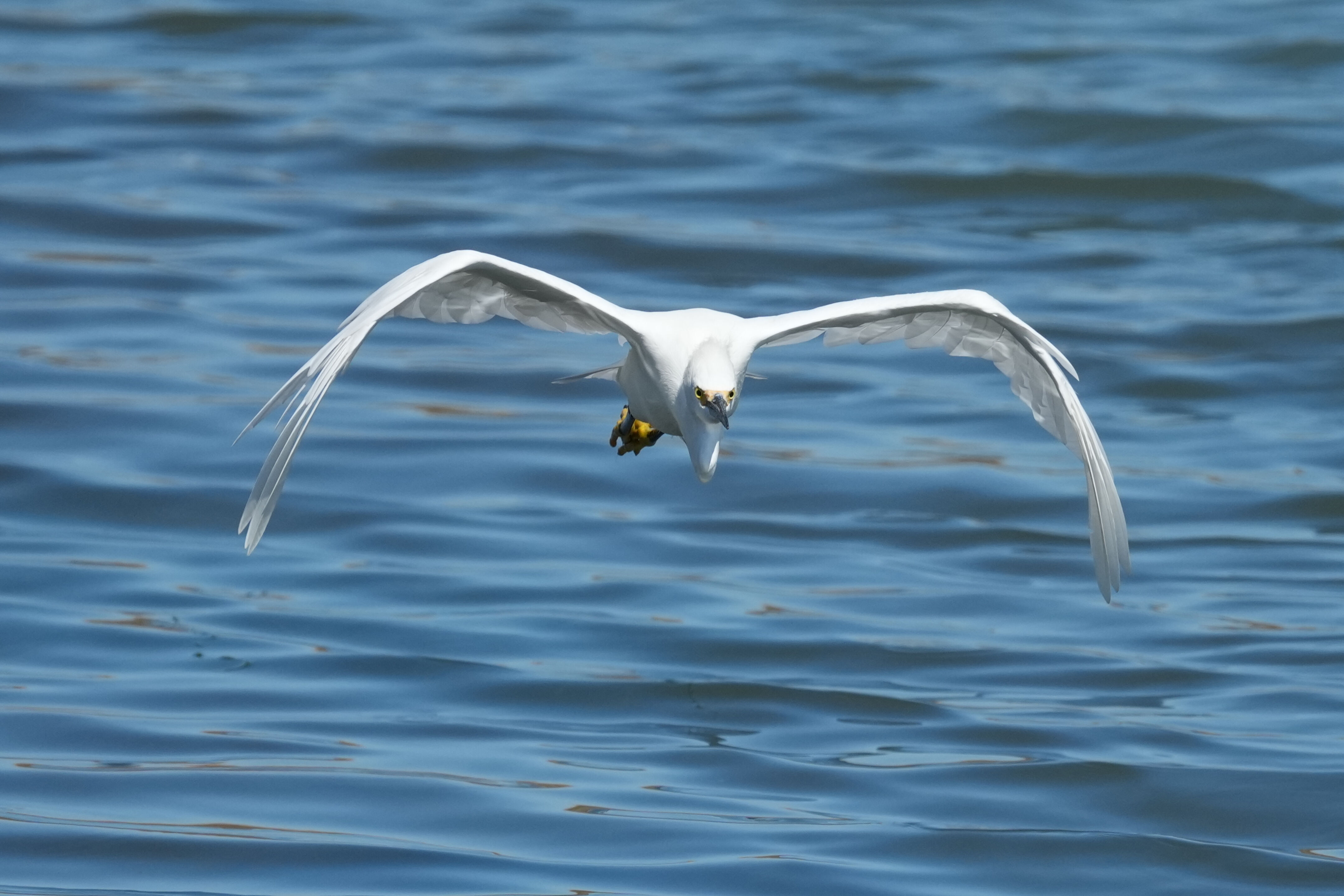 Redwood Shores Loop Trail