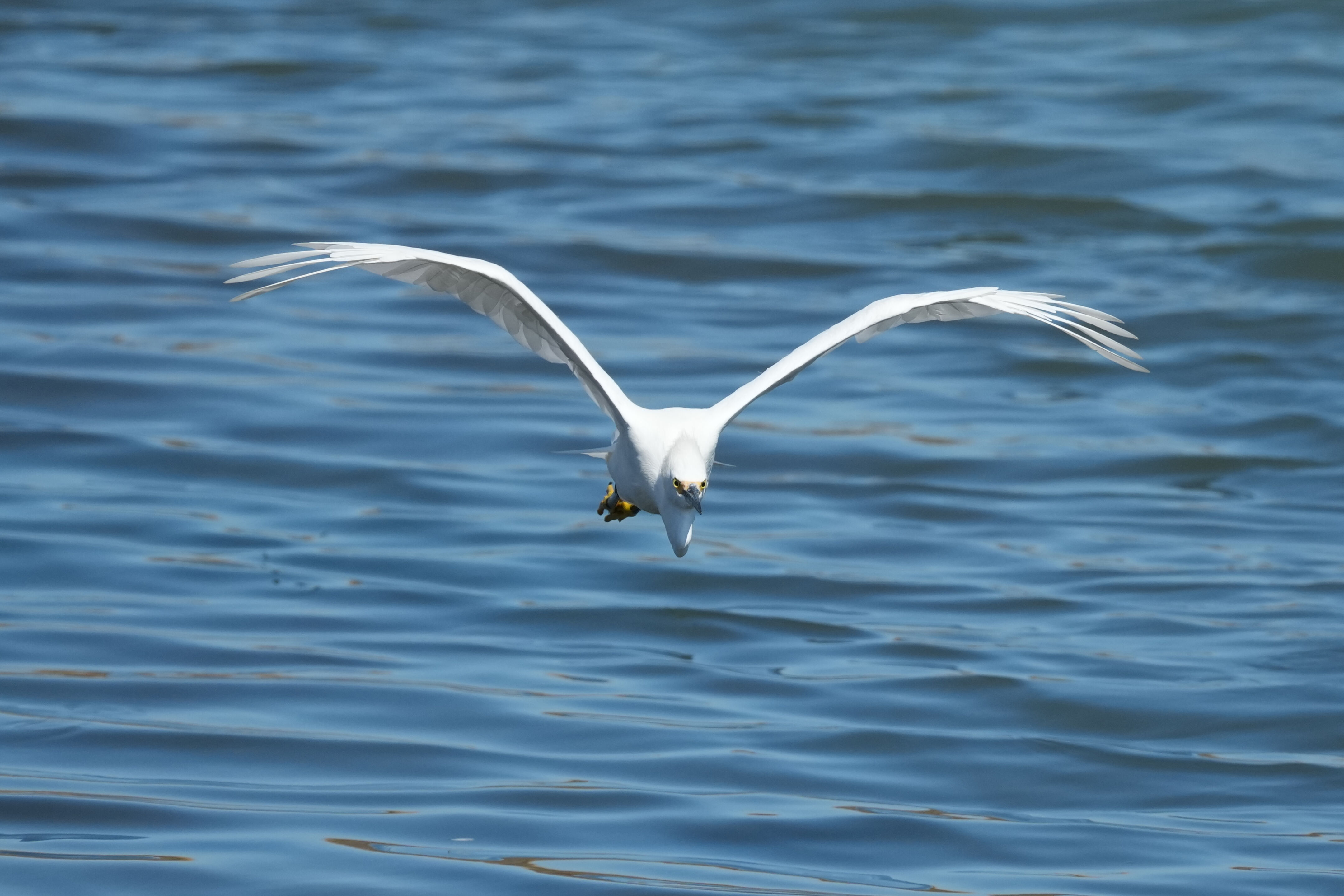 Redwood Shores Loop Trail