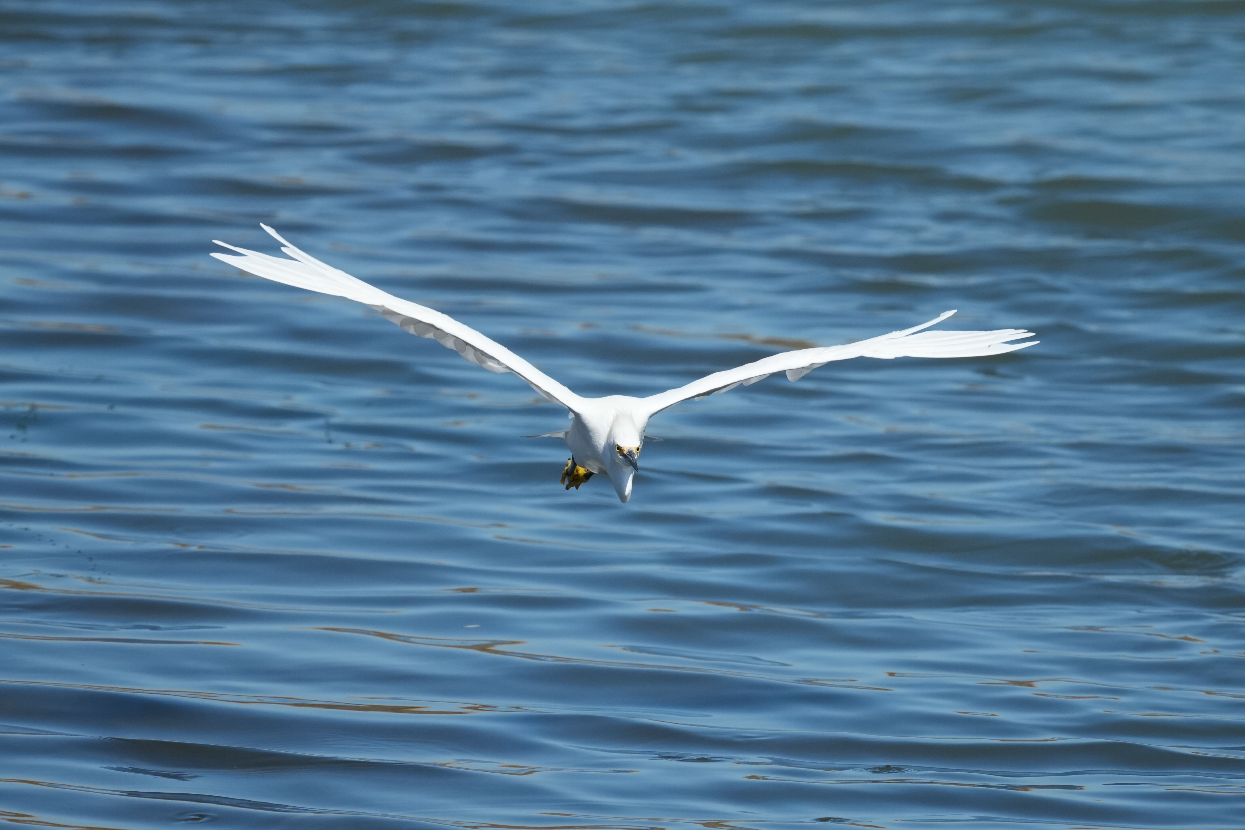 Redwood Shores Loop Trail