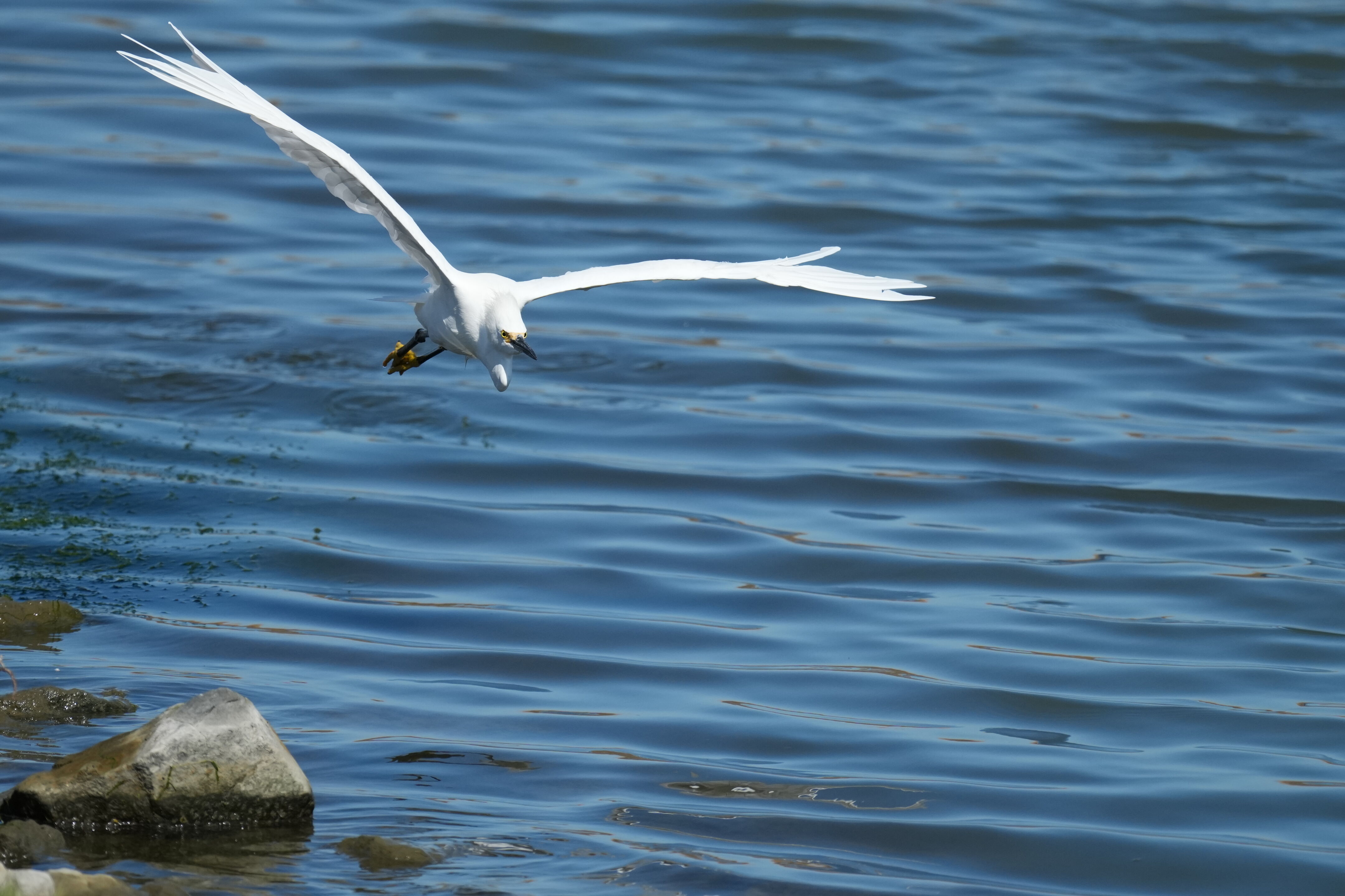 Redwood Shores Loop Trail