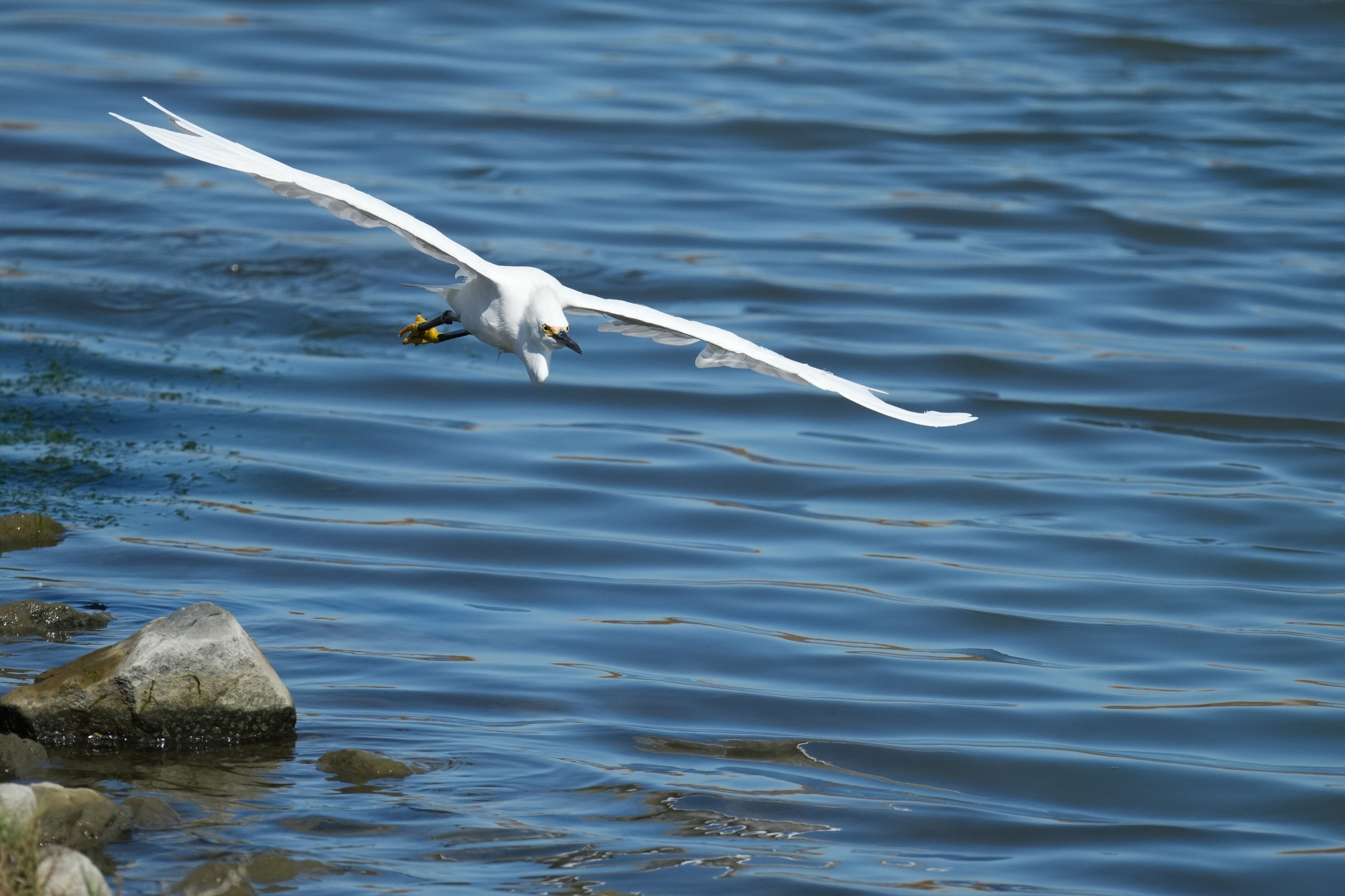 Redwood Shores Loop Trail