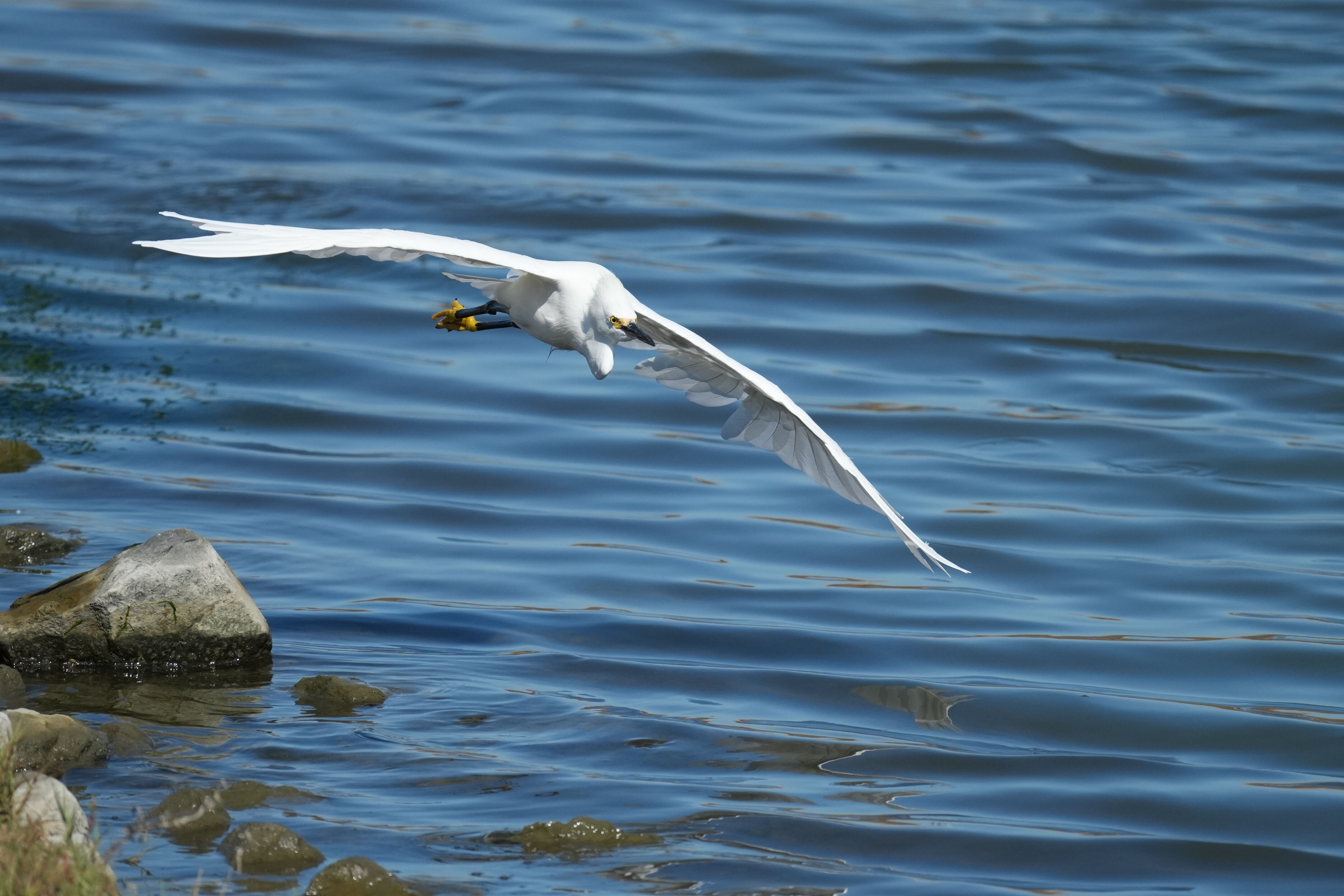 Redwood Shores Loop Trail