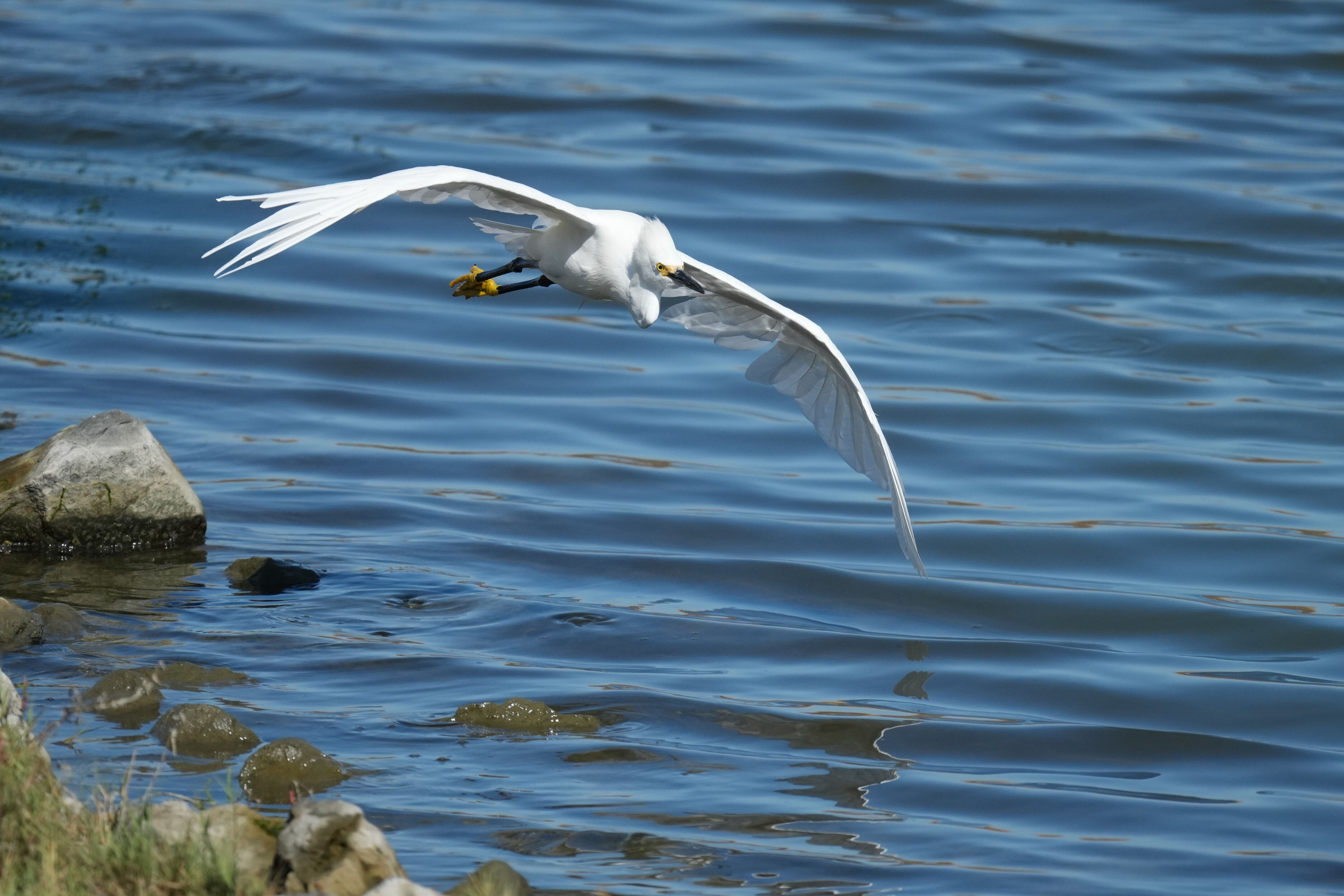 Redwood Shores Loop Trail