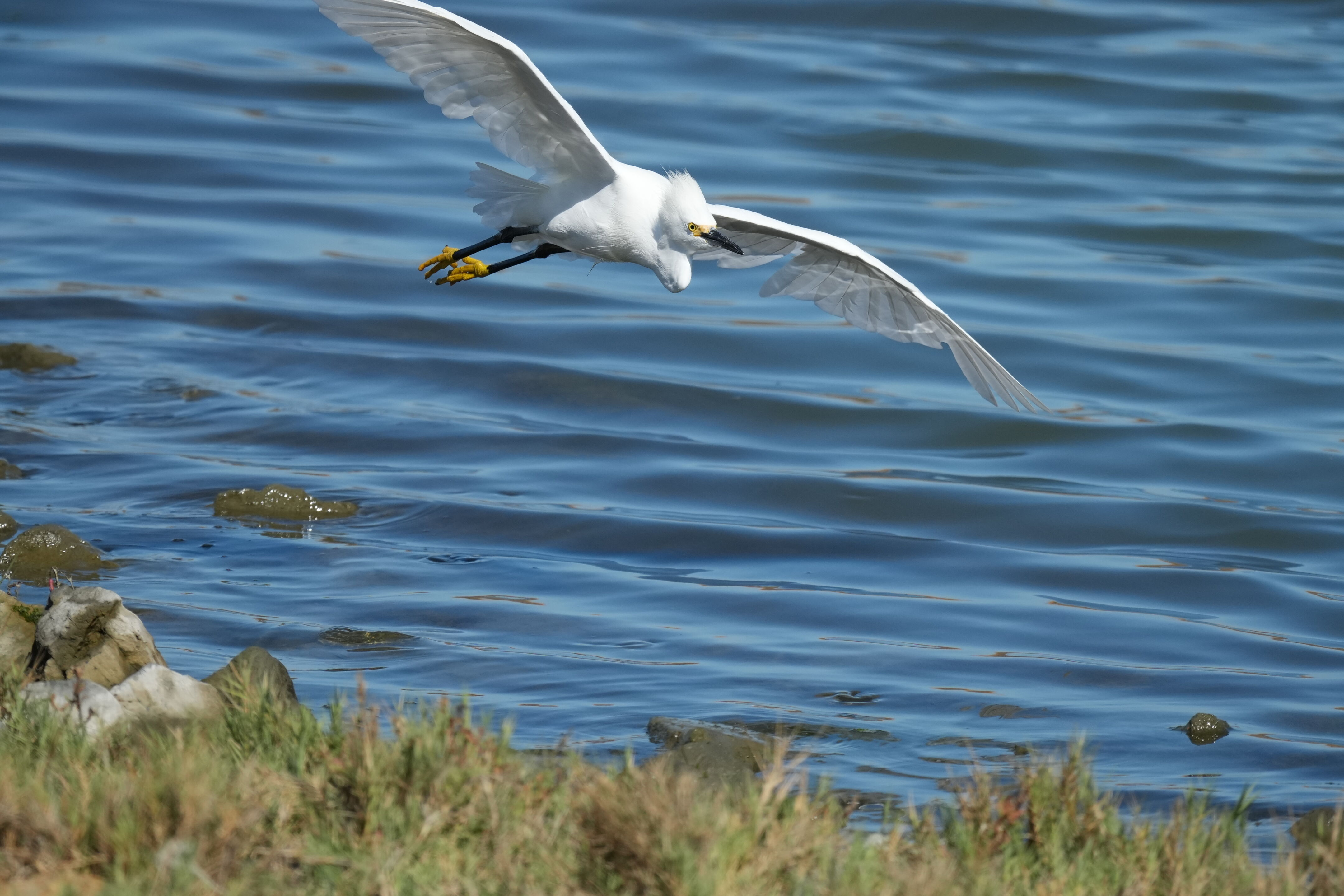 Redwood Shores Loop Trail