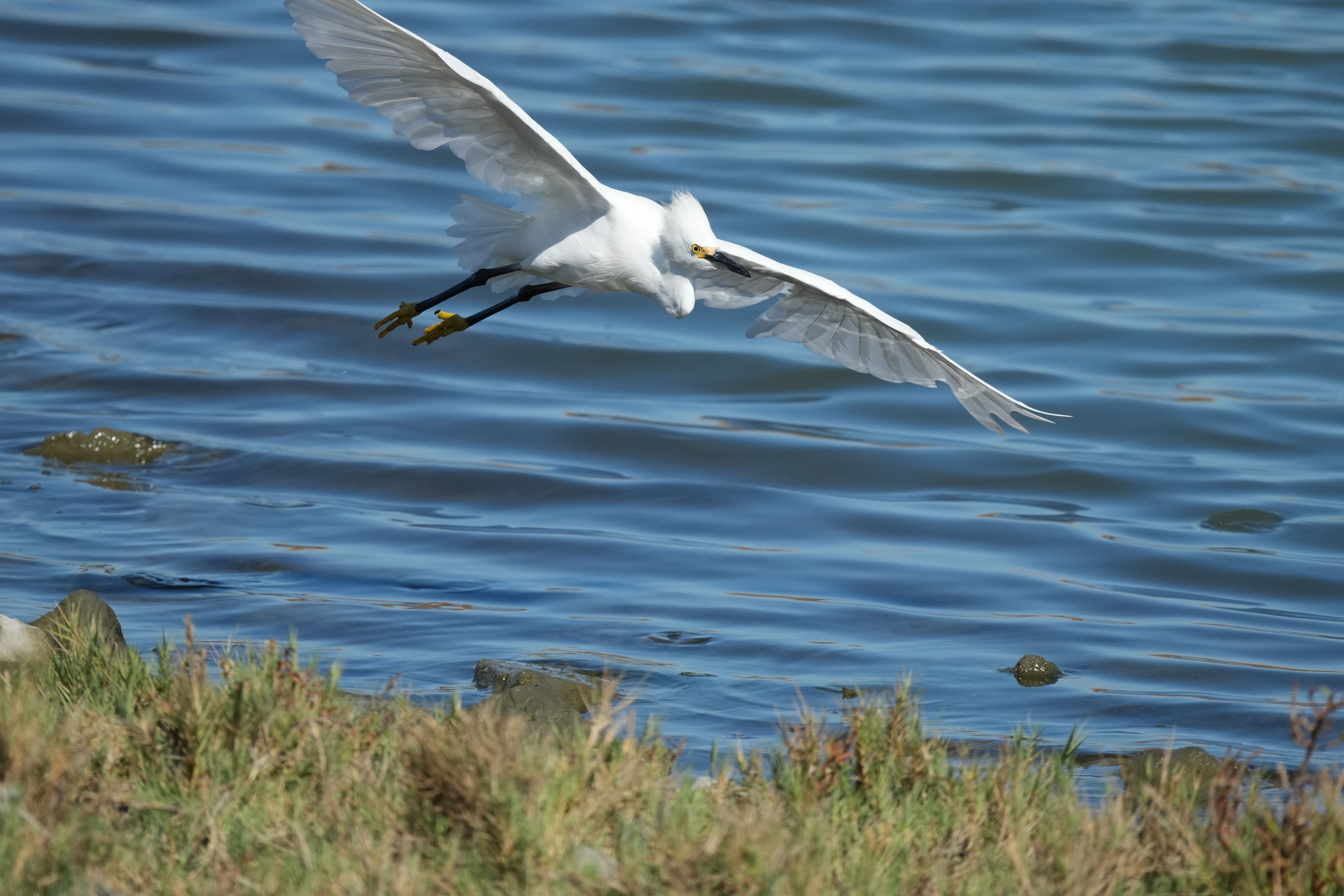 Redwood Shores Loop Trail