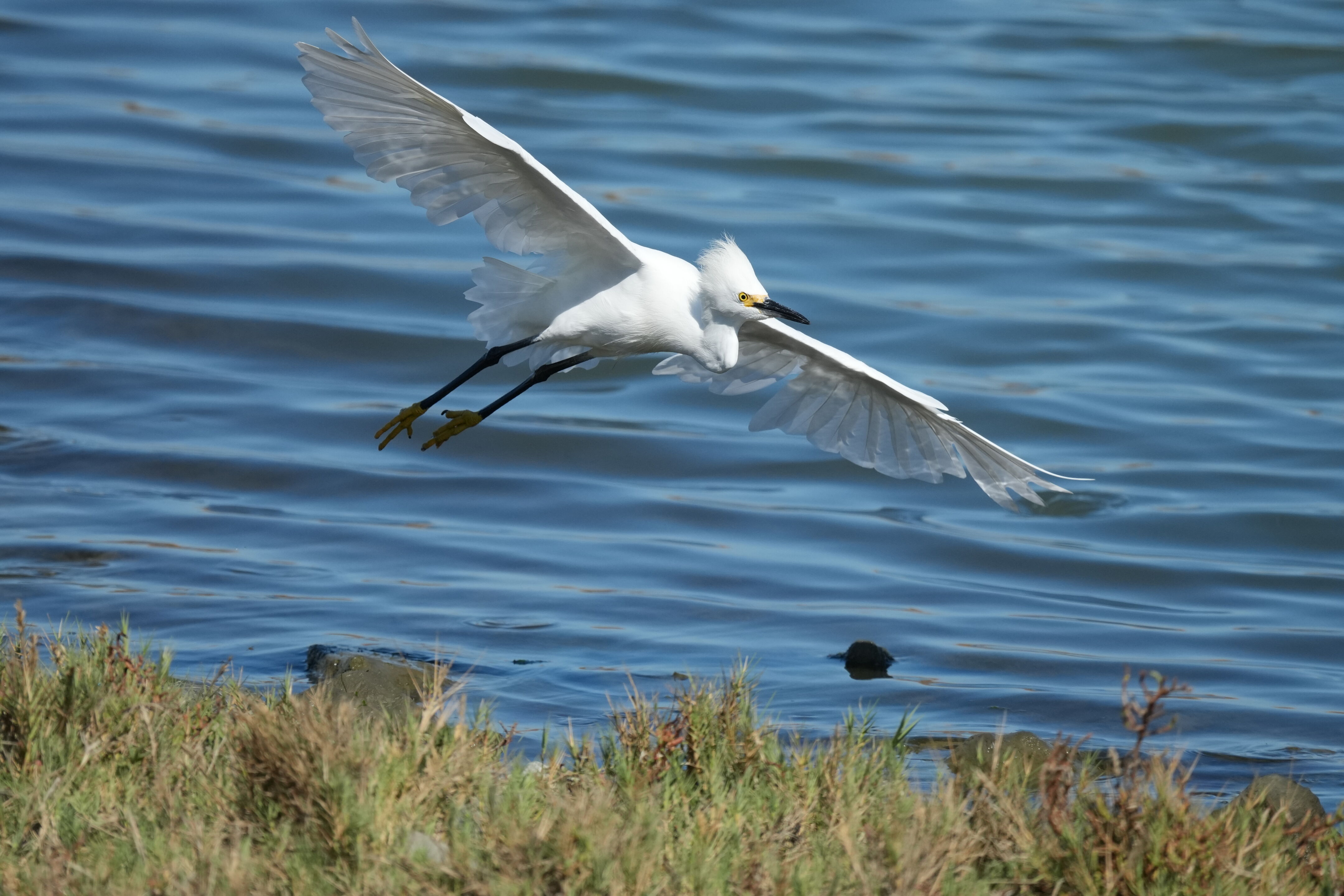 Redwood Shores Loop Trail