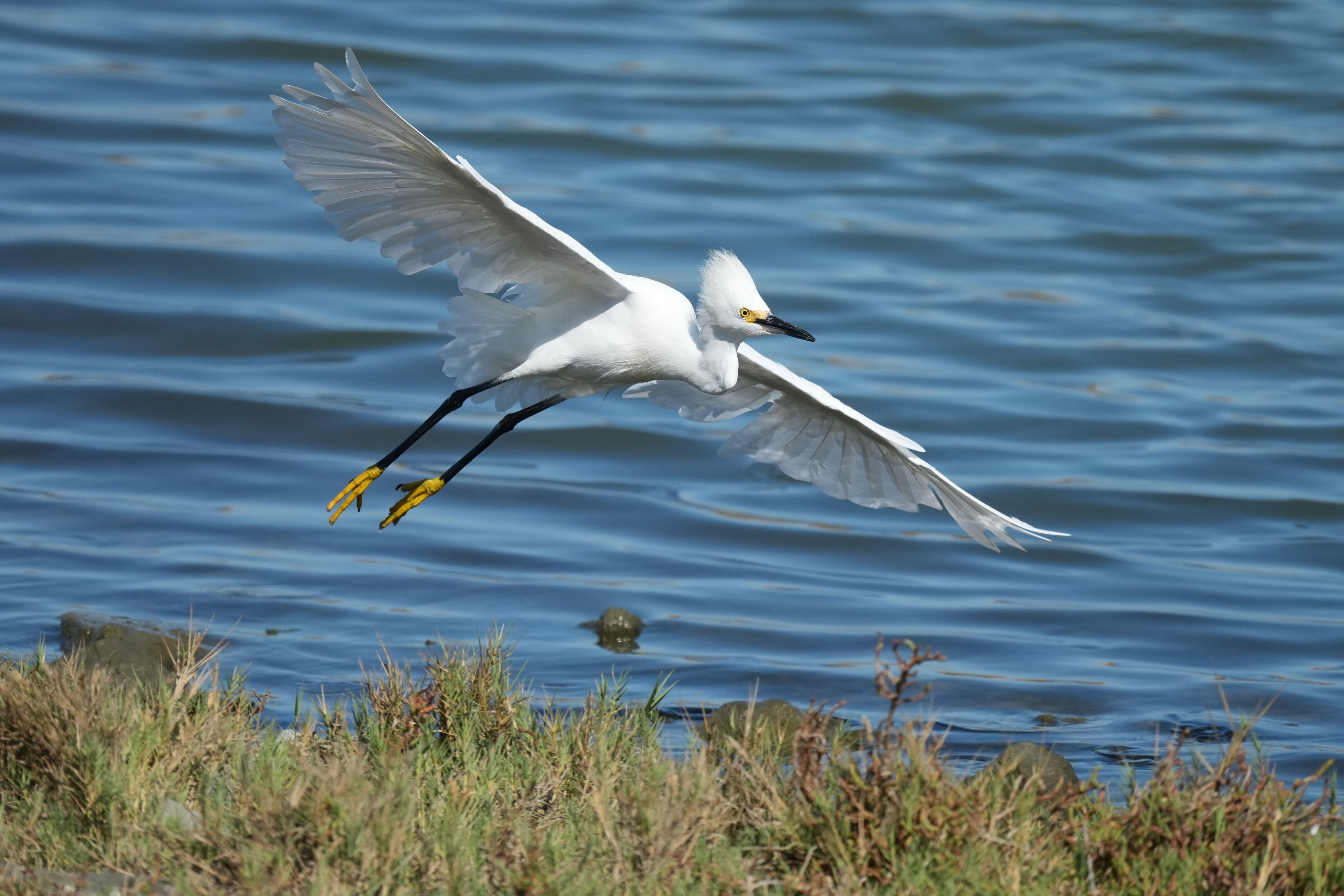 Redwood Shores Loop Trail