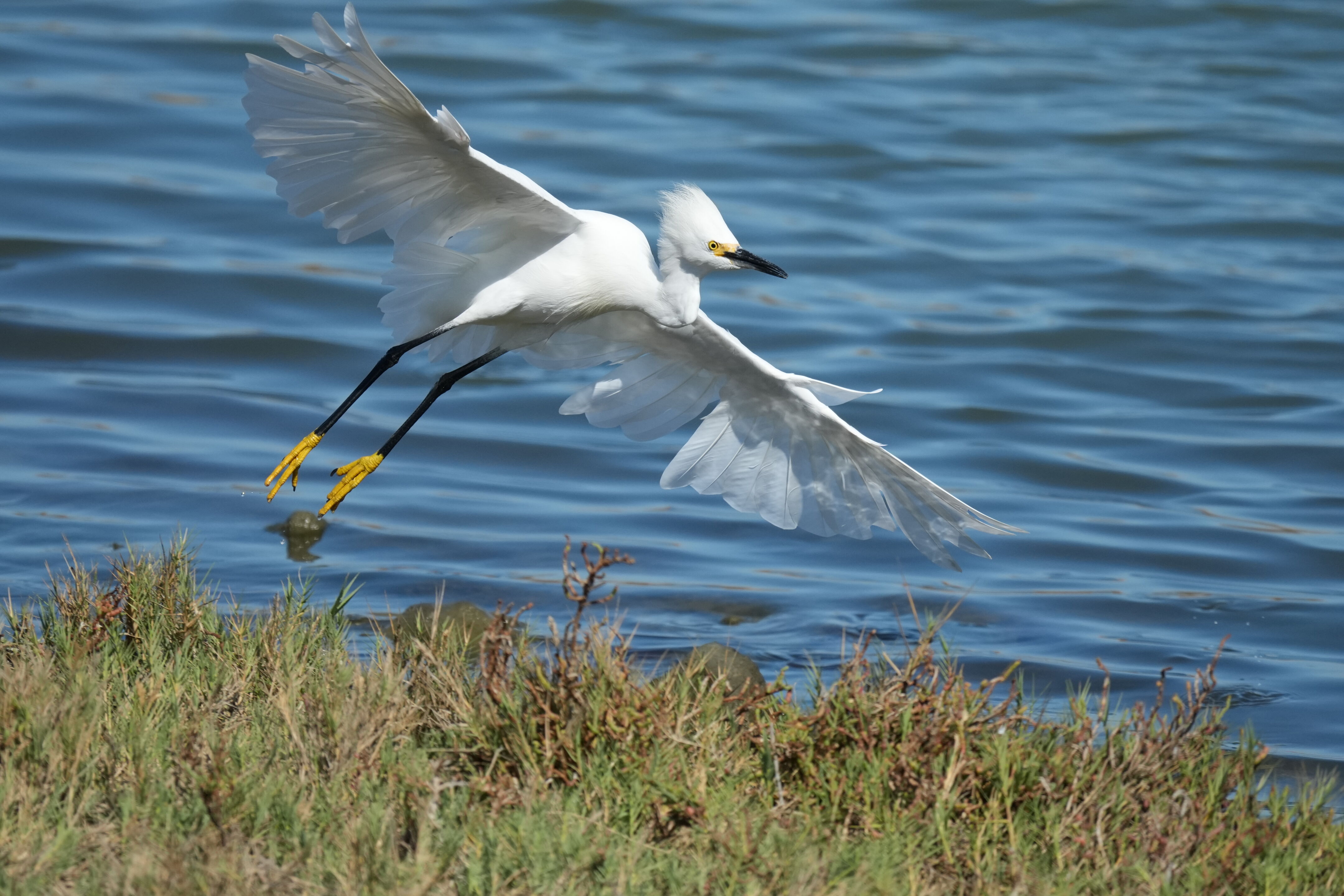 Redwood Shores Loop Trail