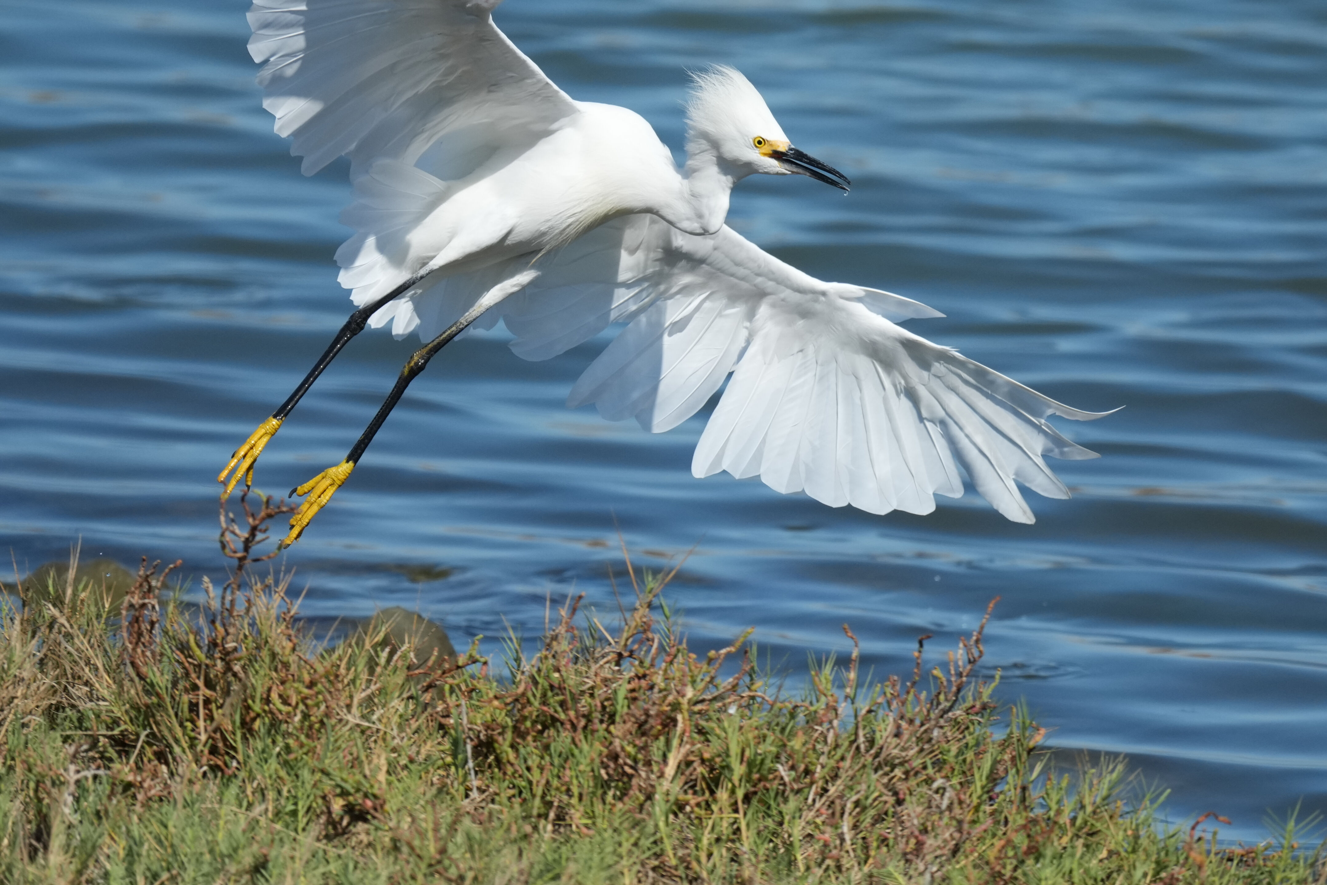 Redwood Shores Loop Trail