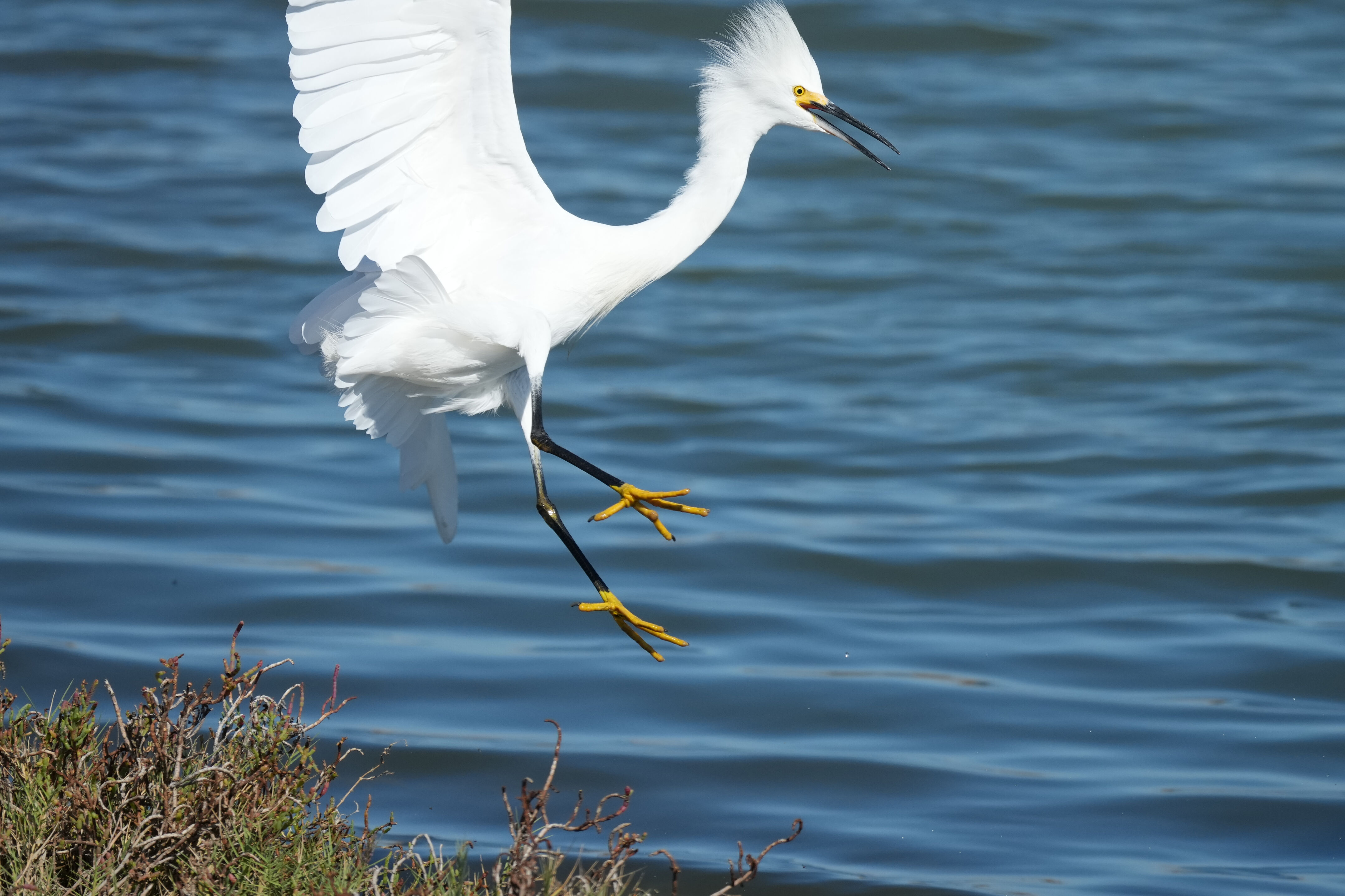 Redwood Shores Loop Trail