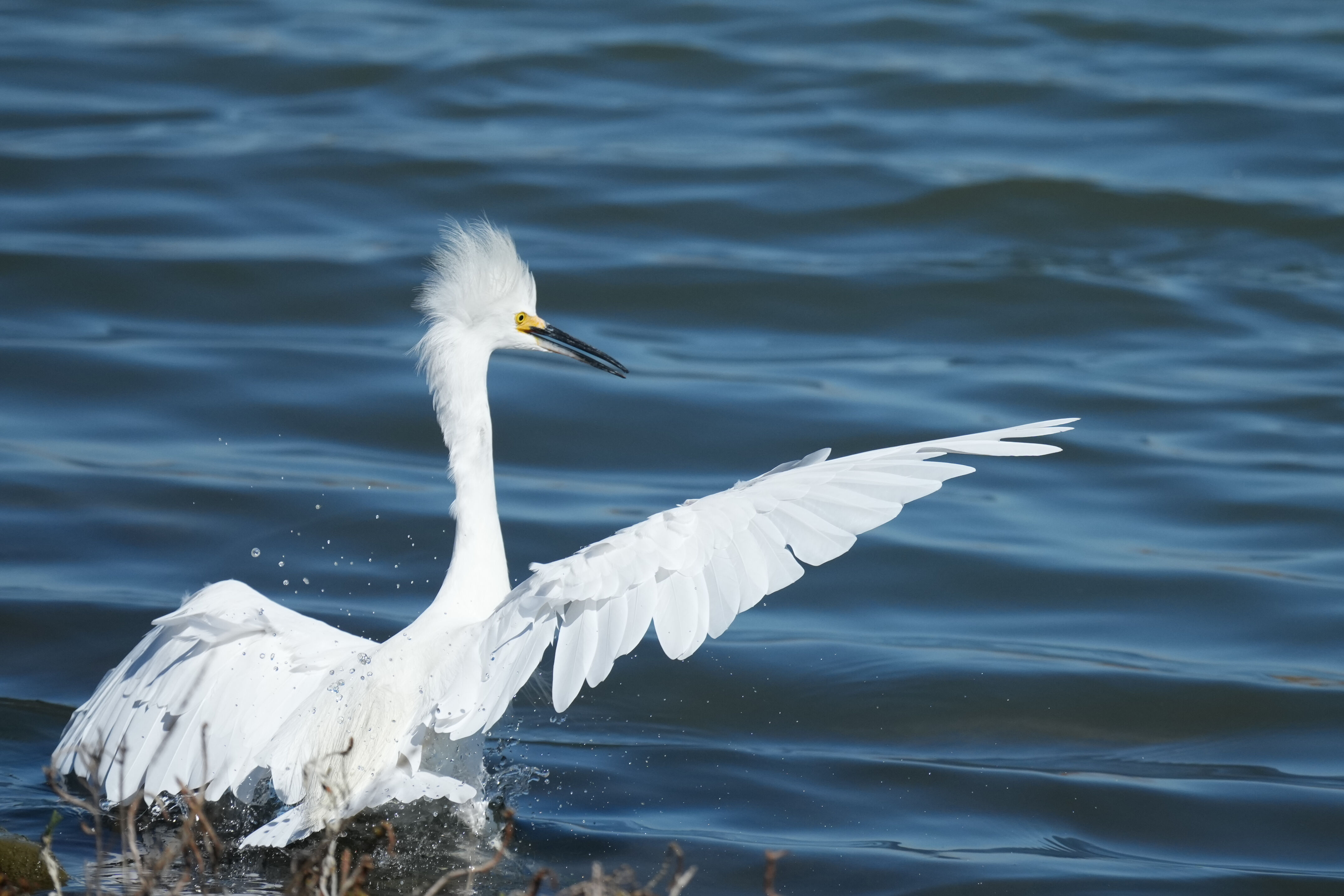 Redwood Shores Loop Trail