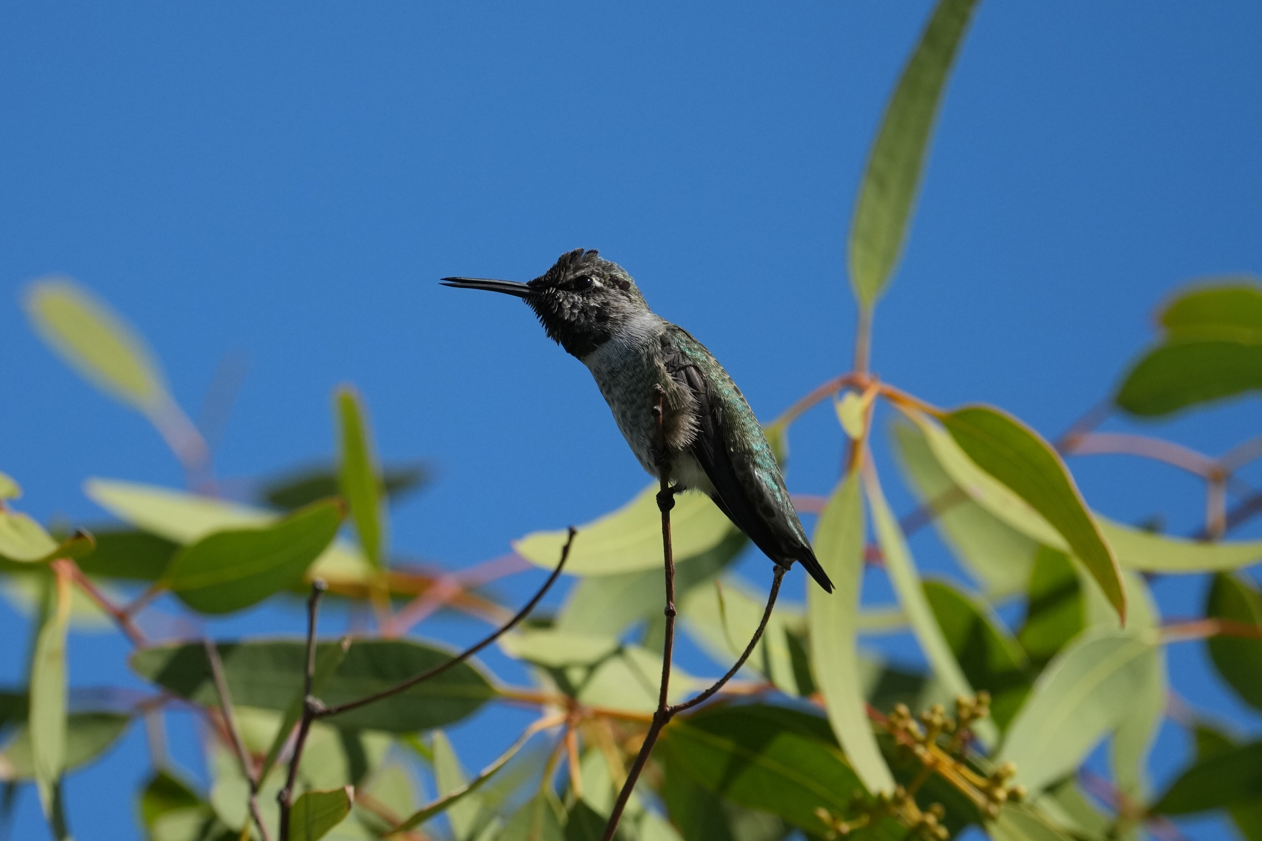 Redwood Shores Loop Trail