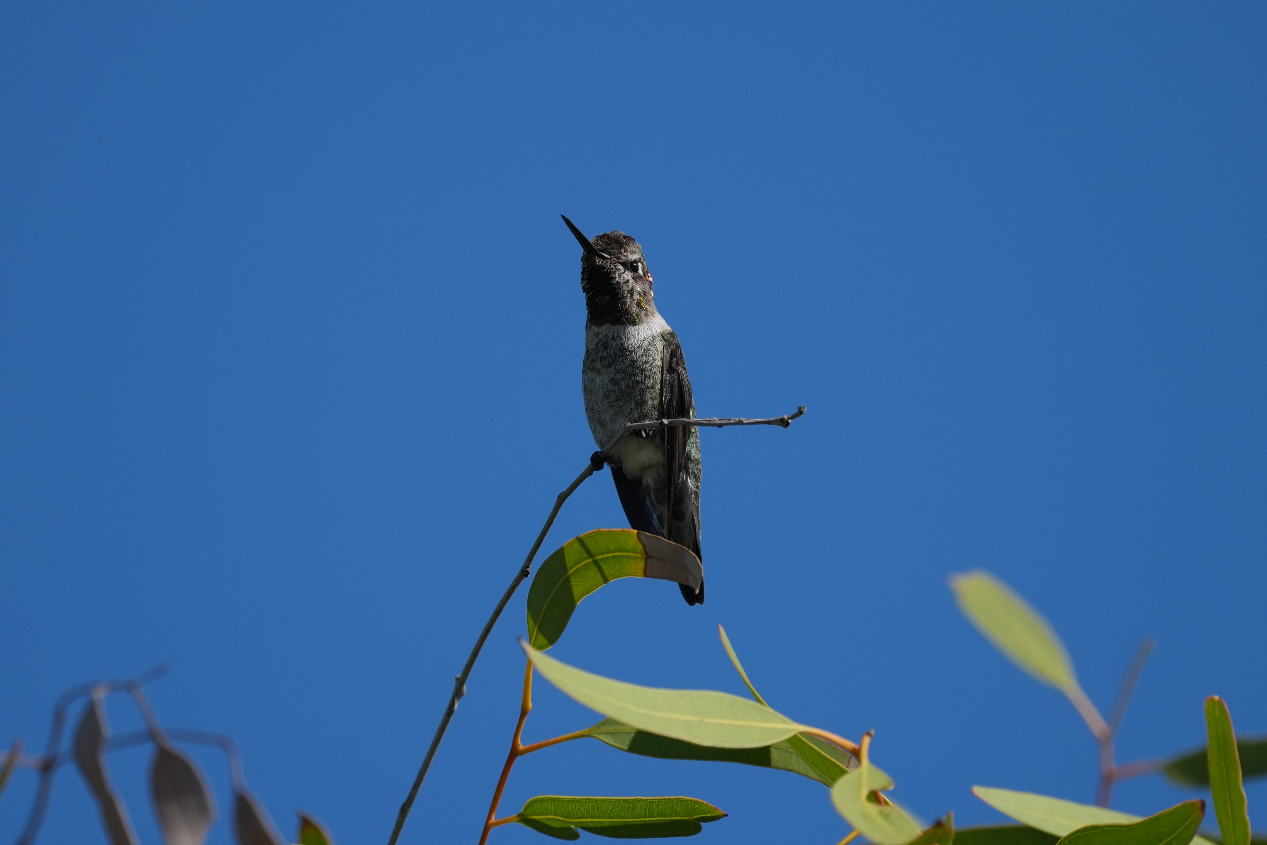 Redwood Shores Loop Trail