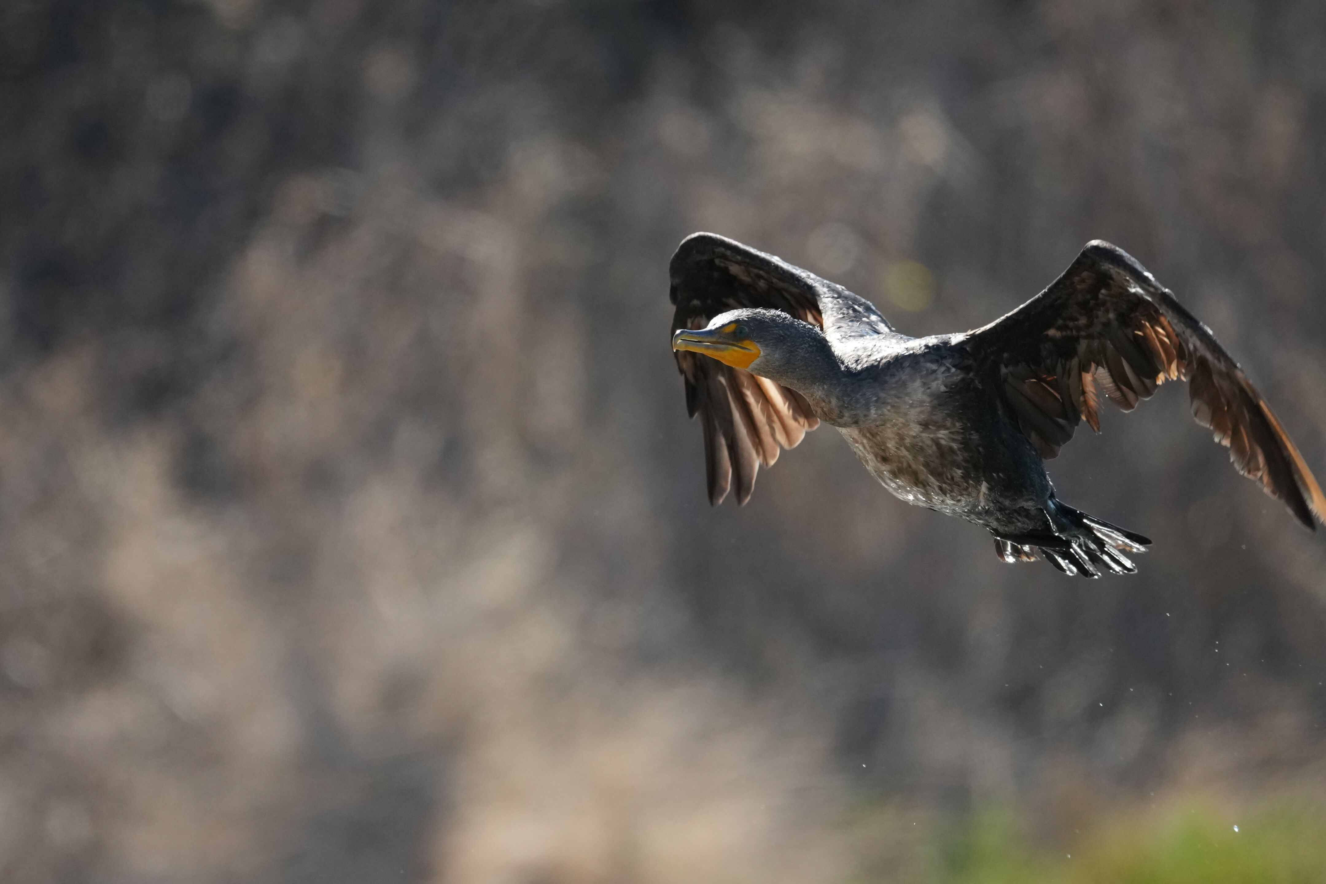 Redwood Shores Loop Trail