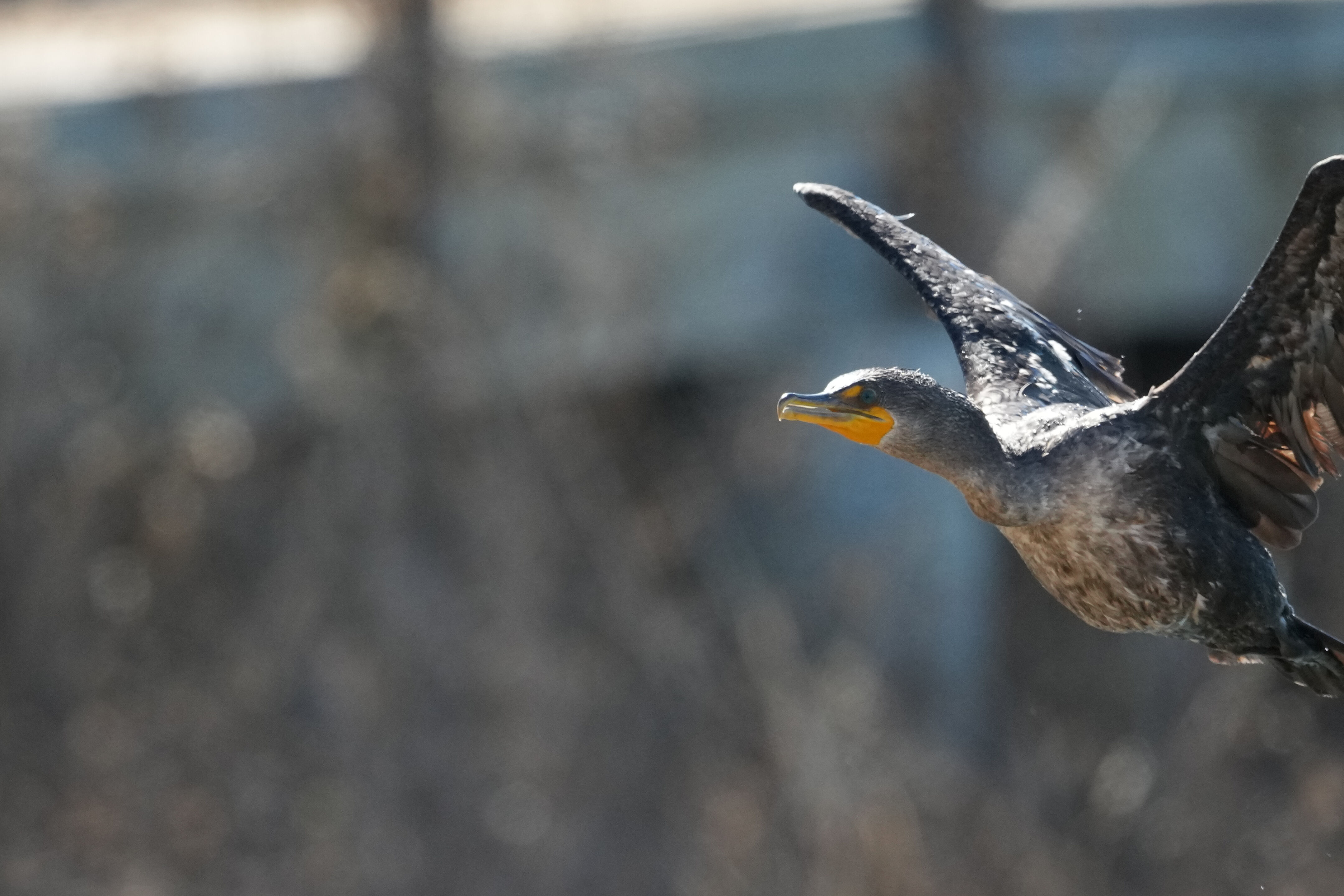 Redwood Shores Loop Trail