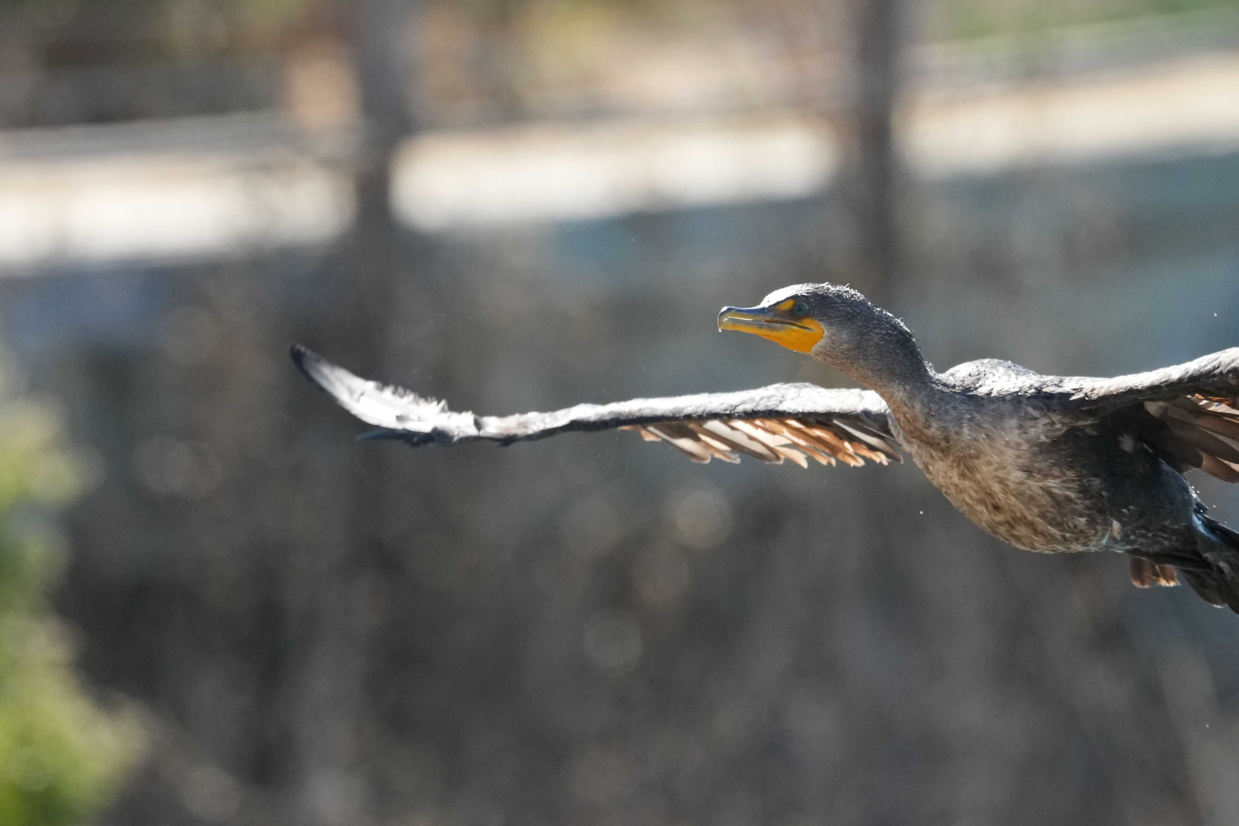 Redwood Shores Loop Trail