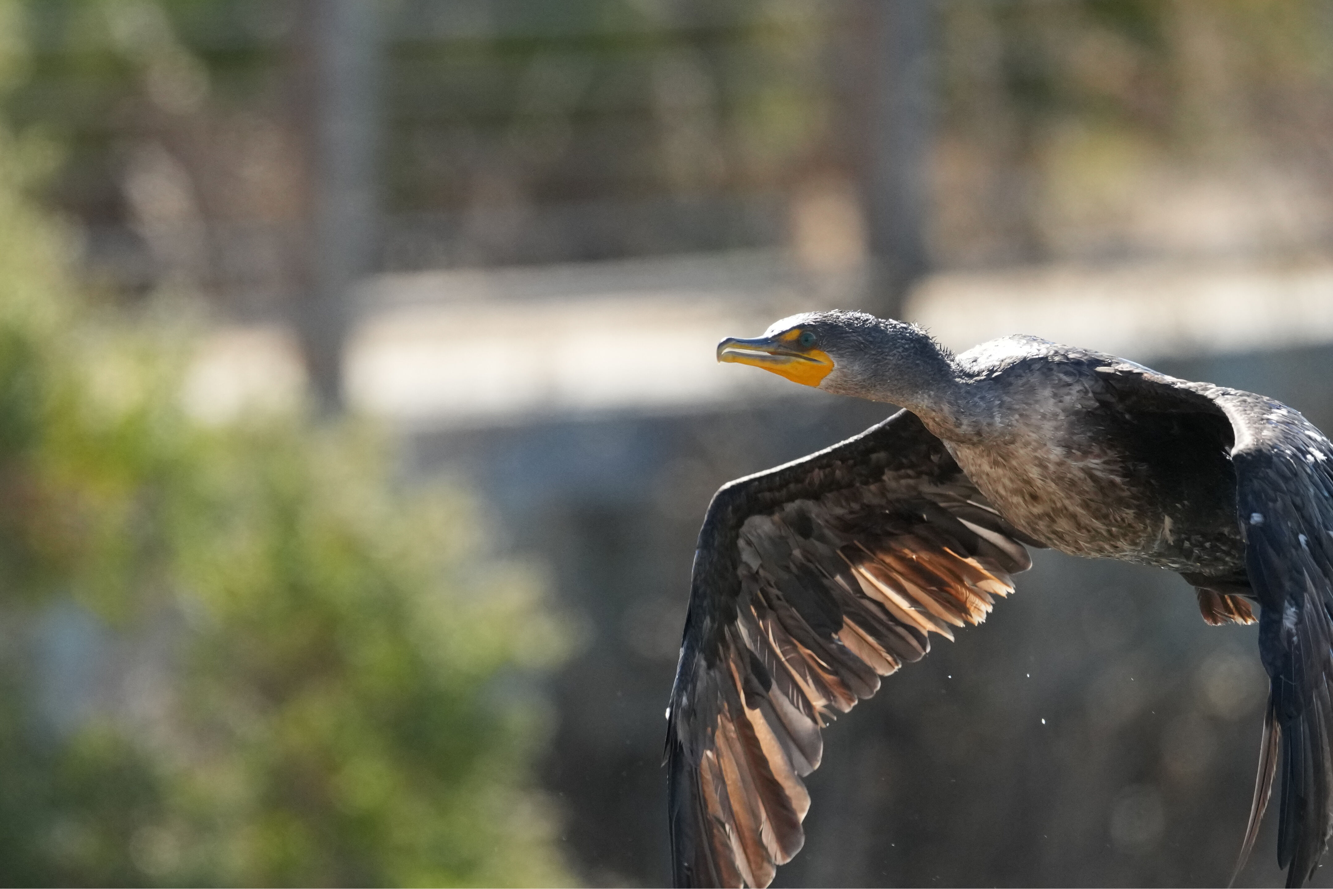Redwood Shores Loop Trail