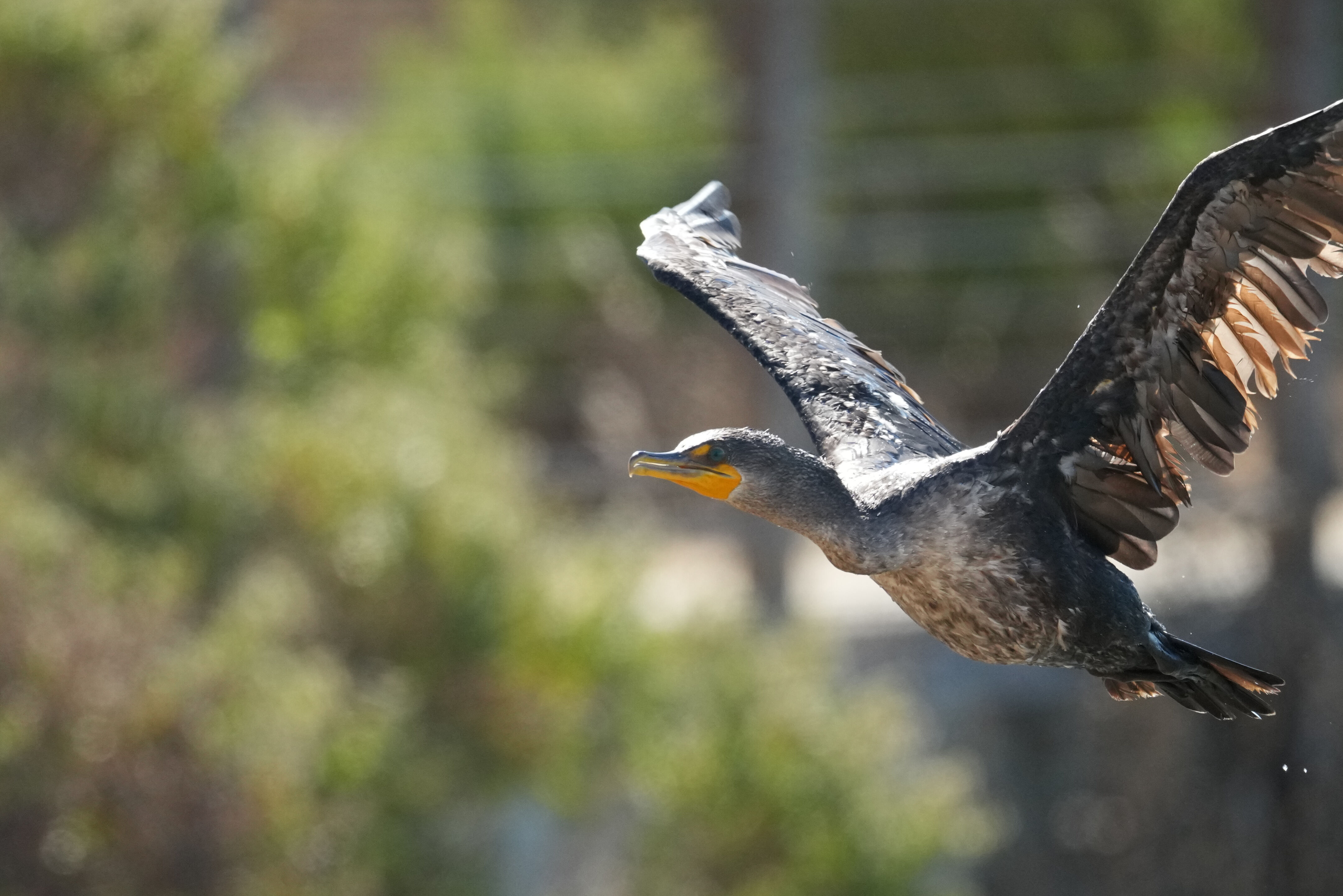 Redwood Shores Loop Trail