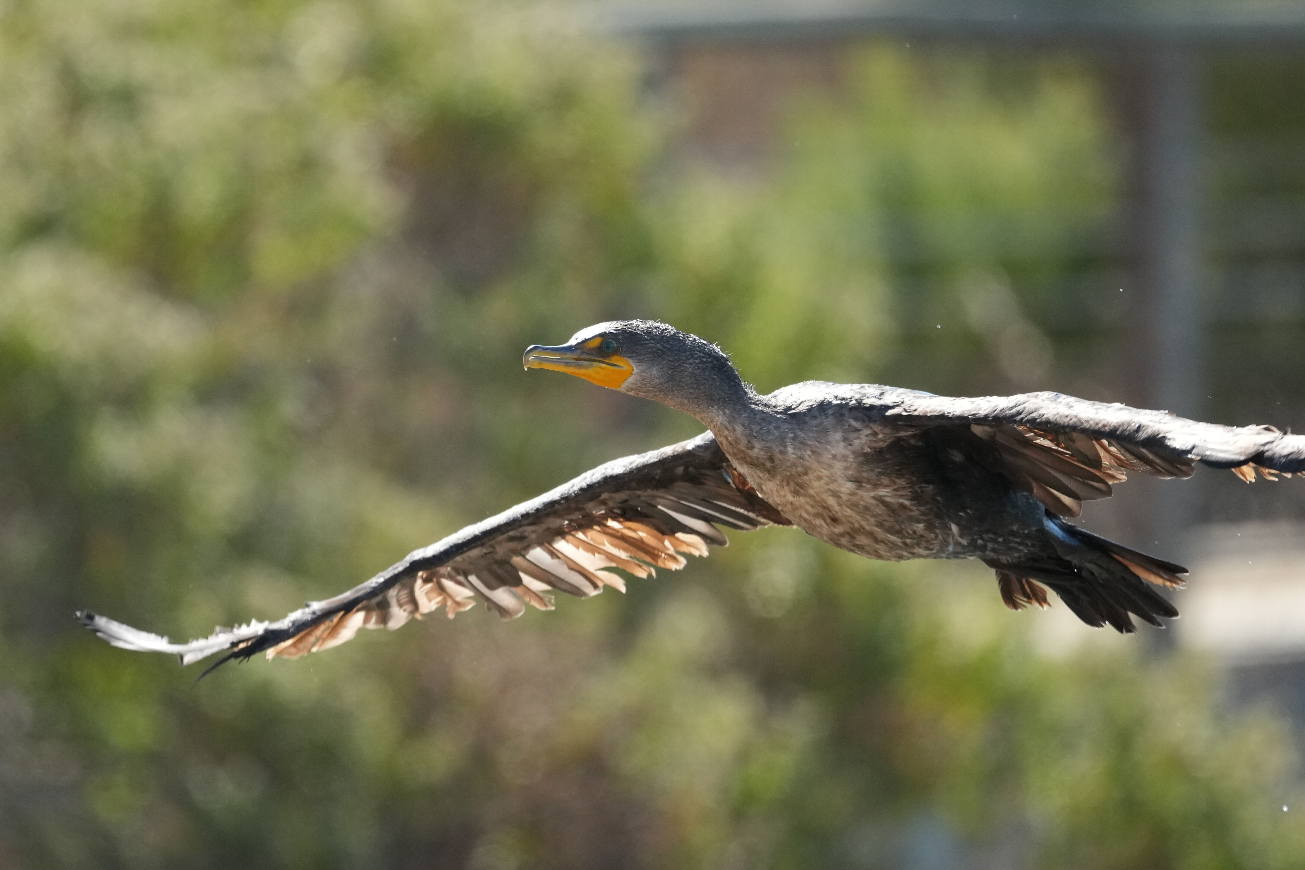 Redwood Shores Loop Trail