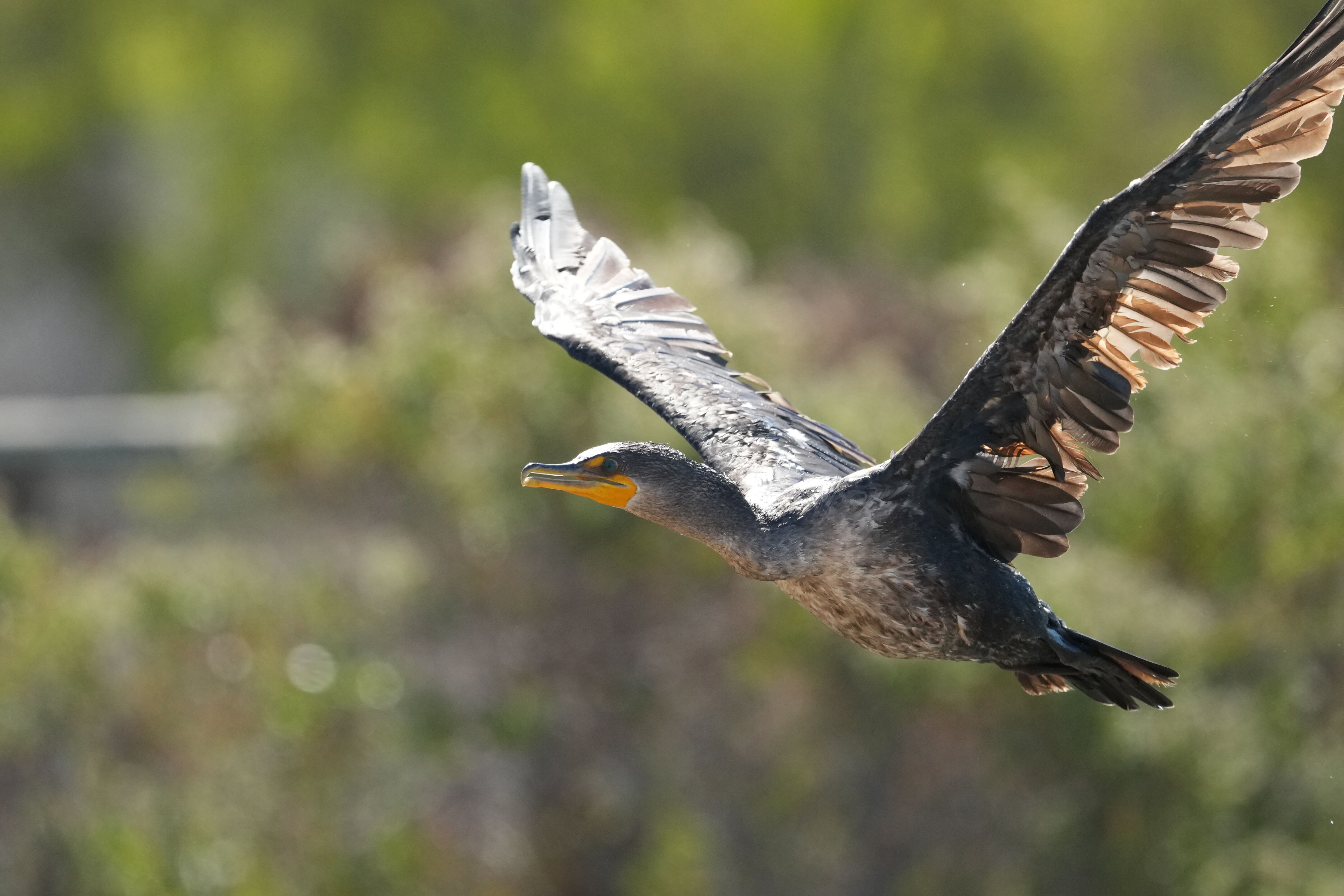 Redwood Shores Loop Trail