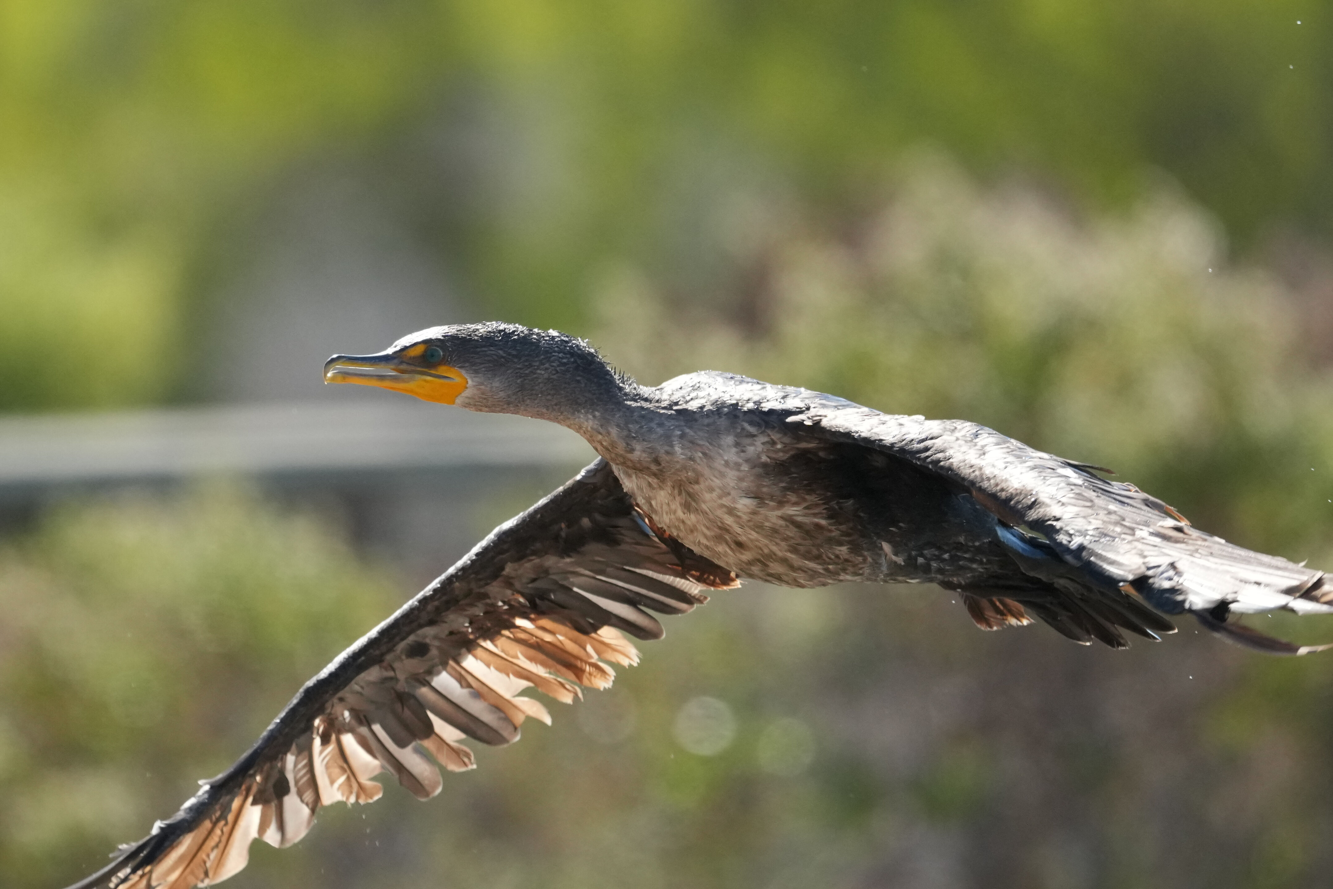 Redwood Shores Loop Trail