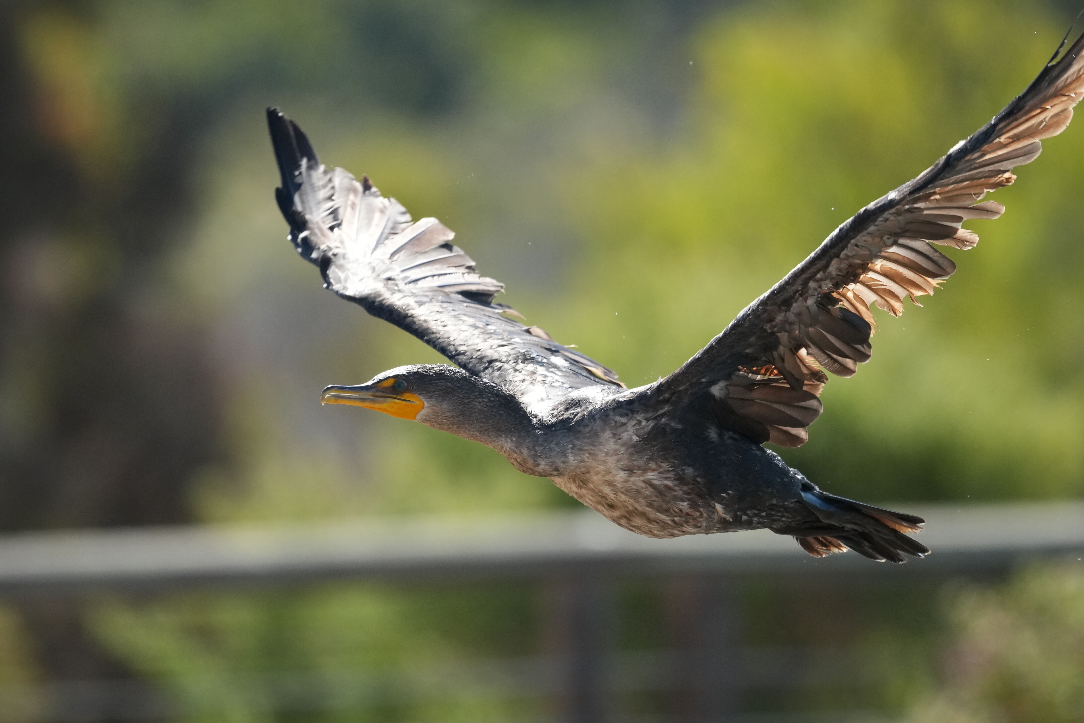 Redwood Shores Loop Trail