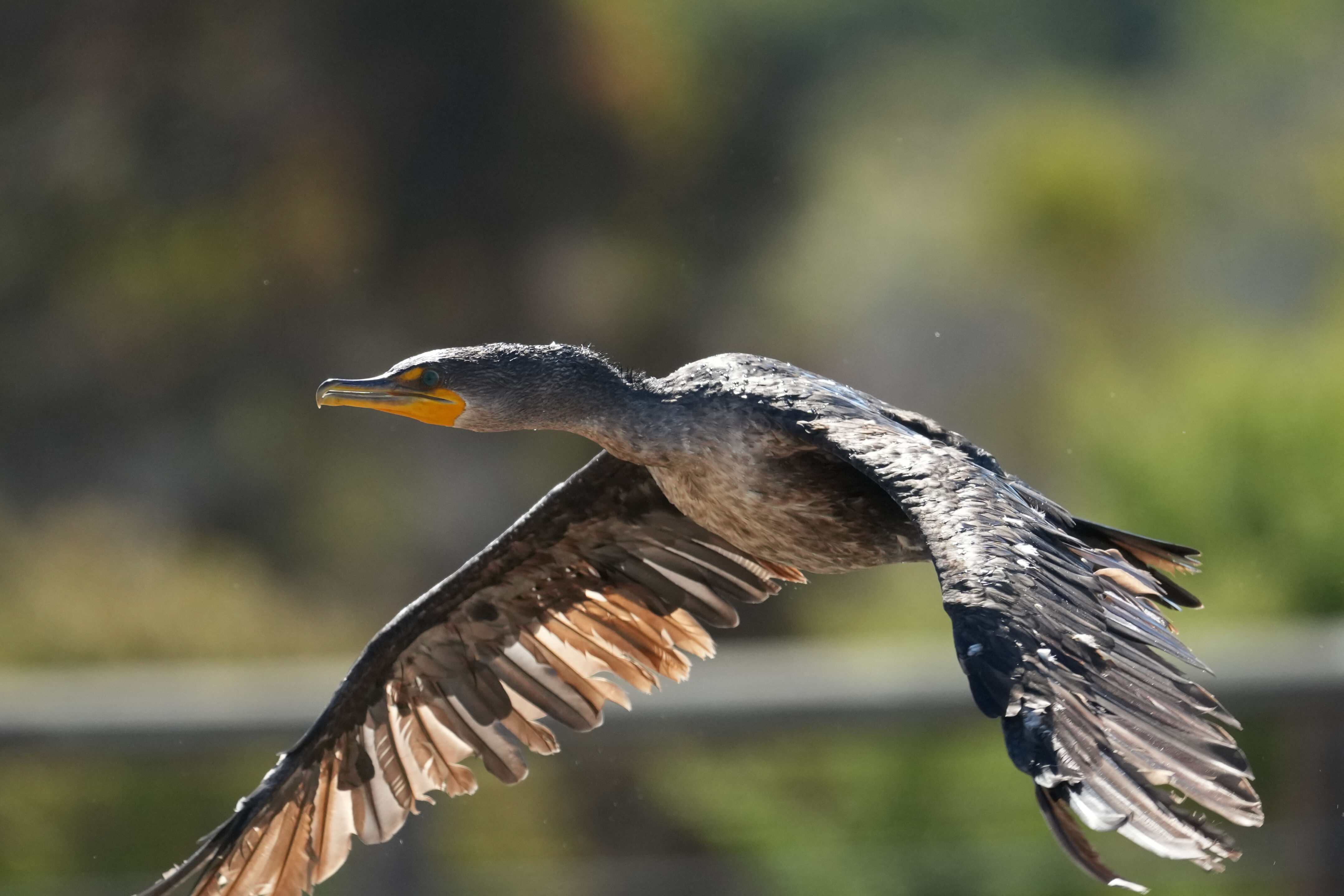 Redwood Shores Loop Trail