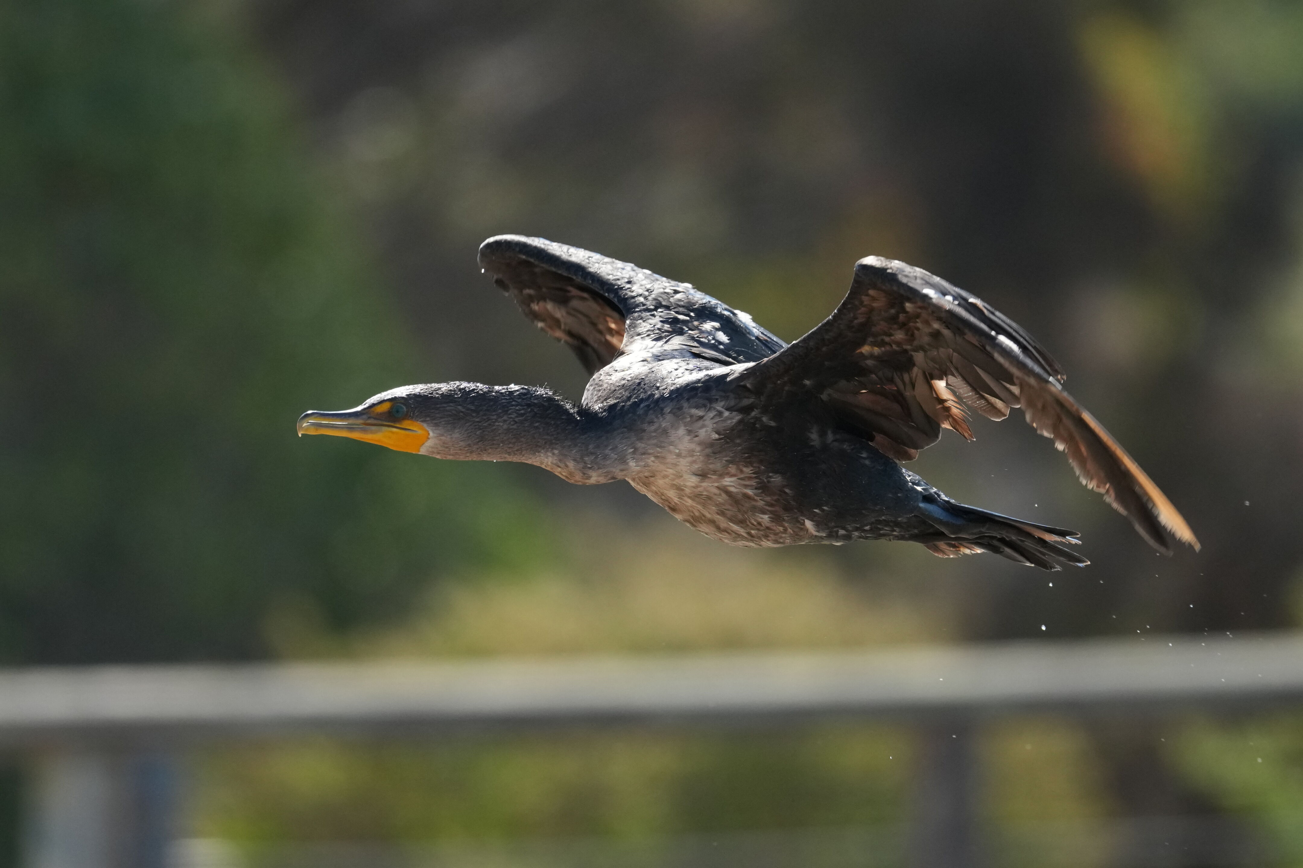 Redwood Shores Loop Trail