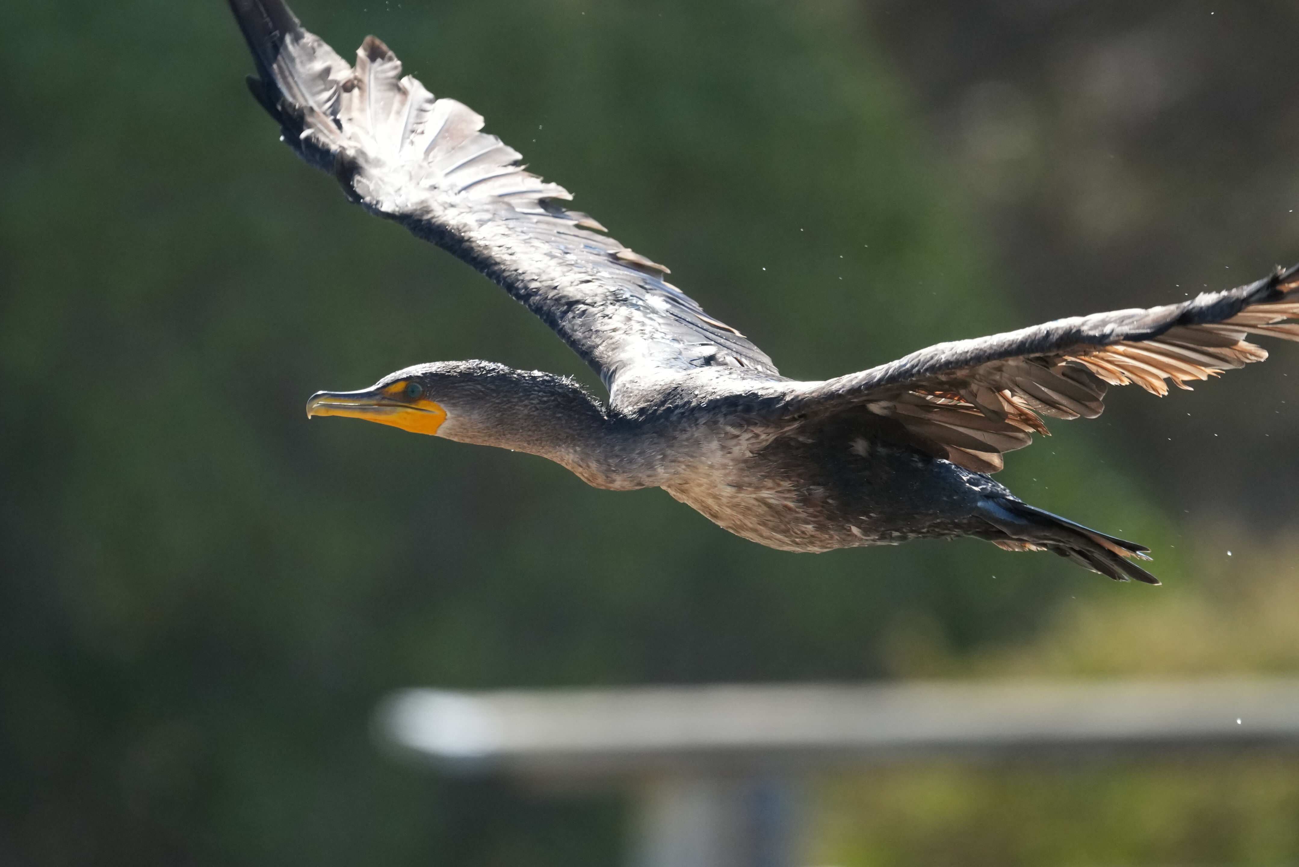 Redwood Shores Loop Trail