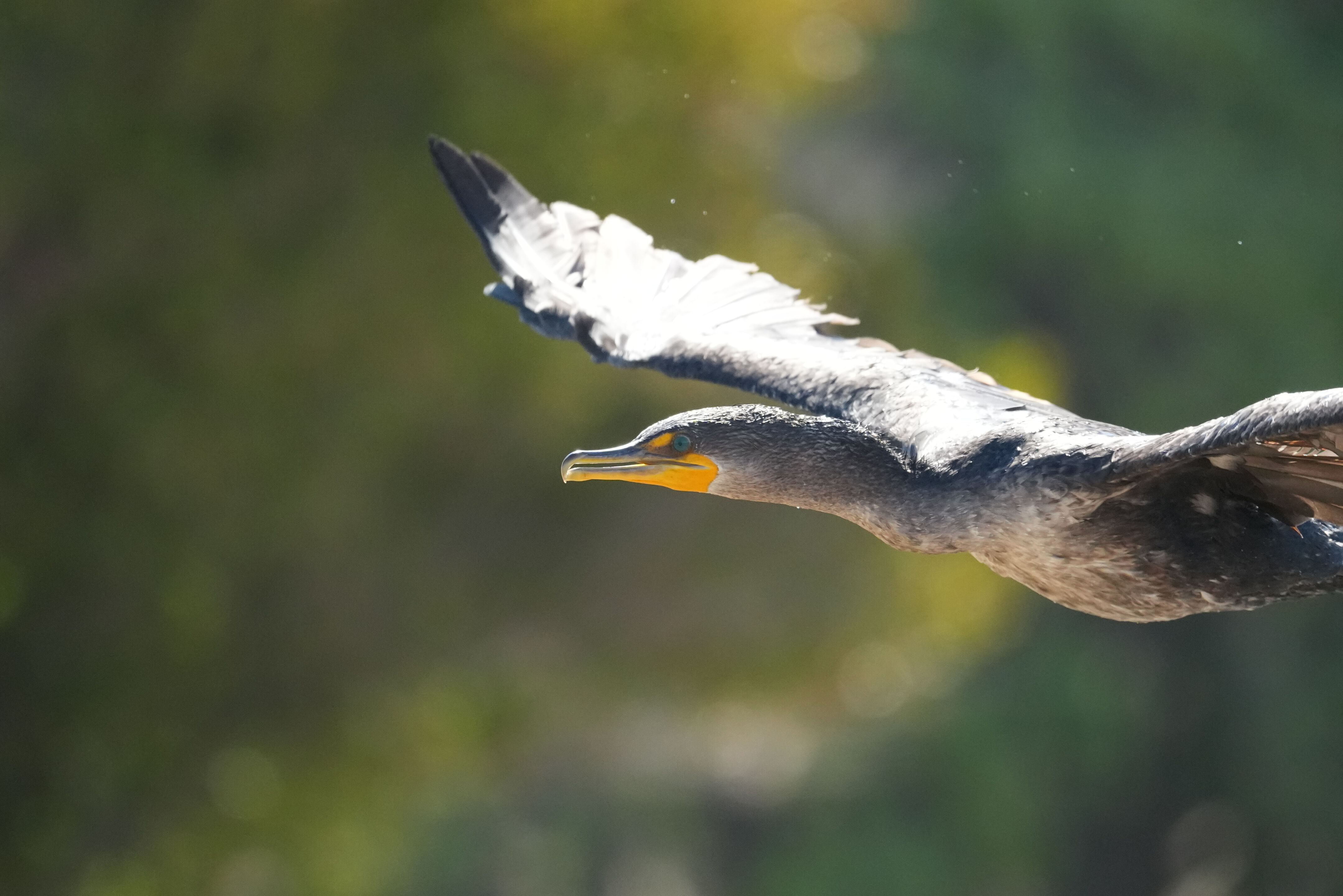 Redwood Shores Loop Trail