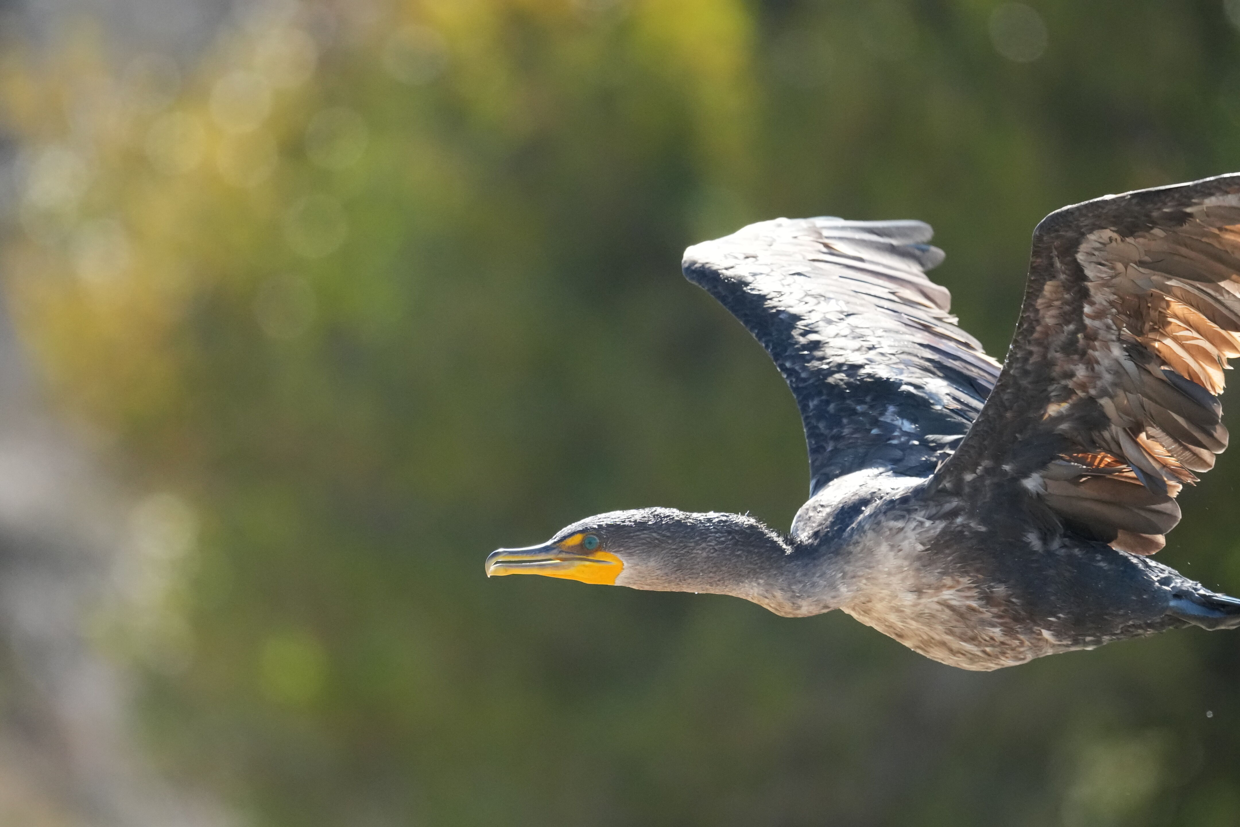 Redwood Shores Loop Trail