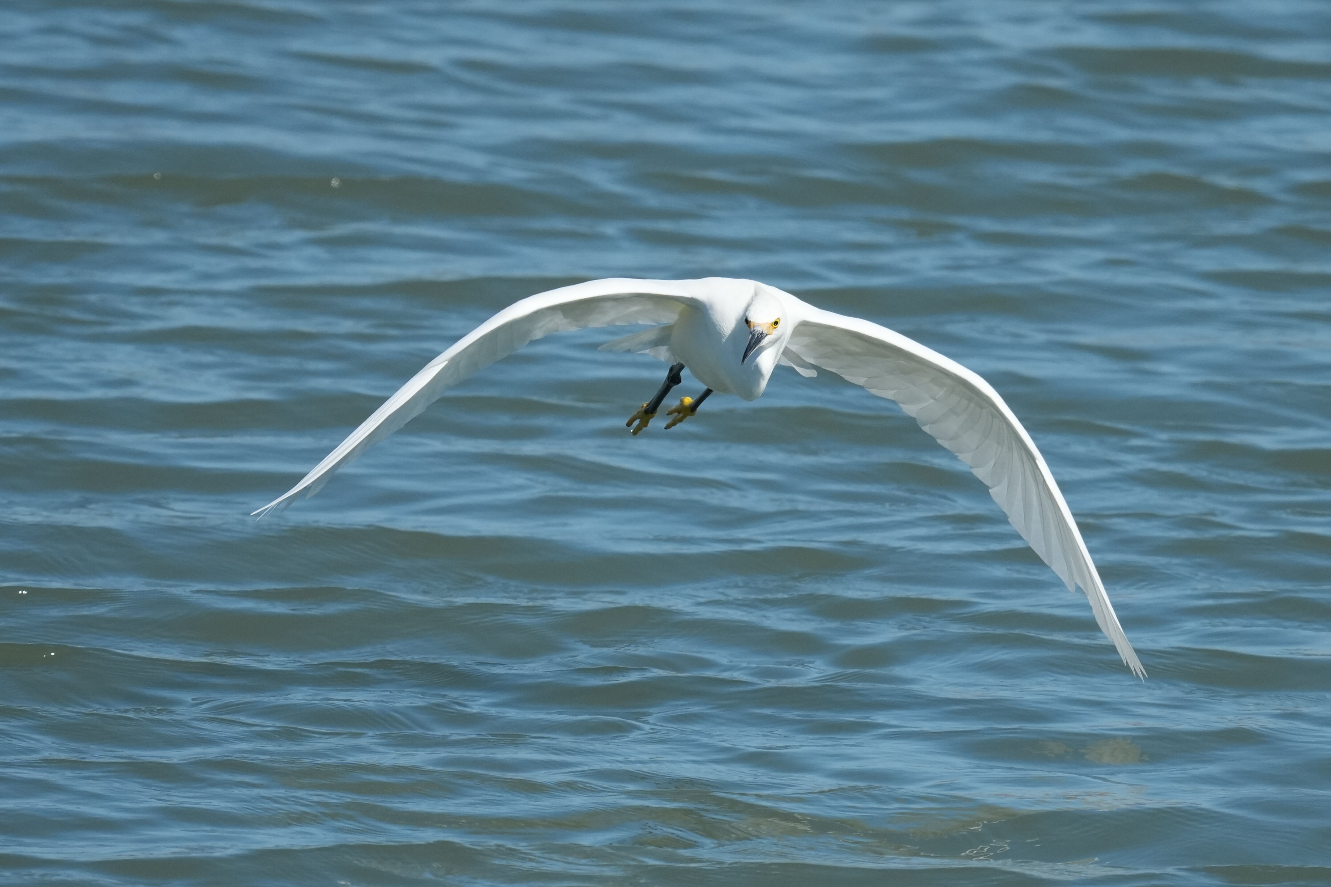 Redwood Shores Loop Trail