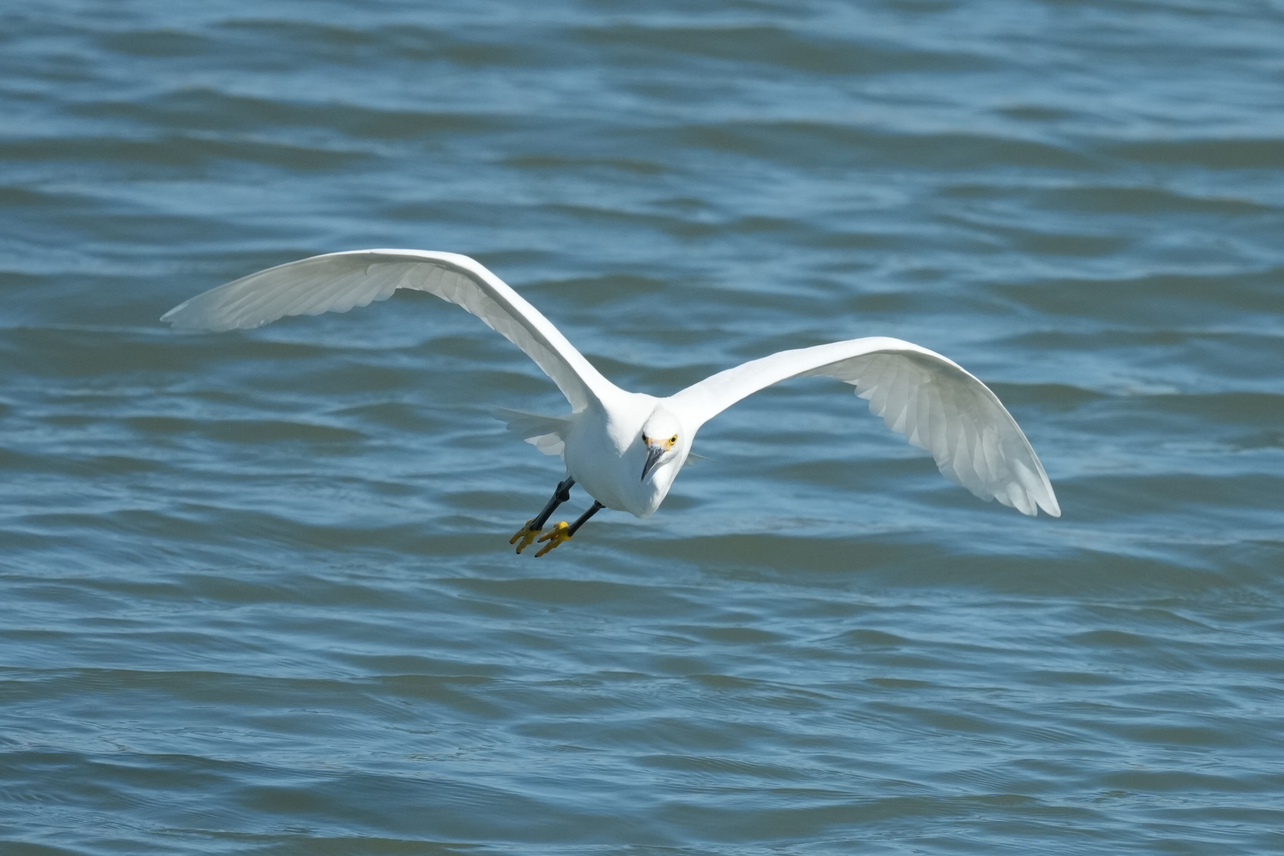 Redwood Shores Loop Trail