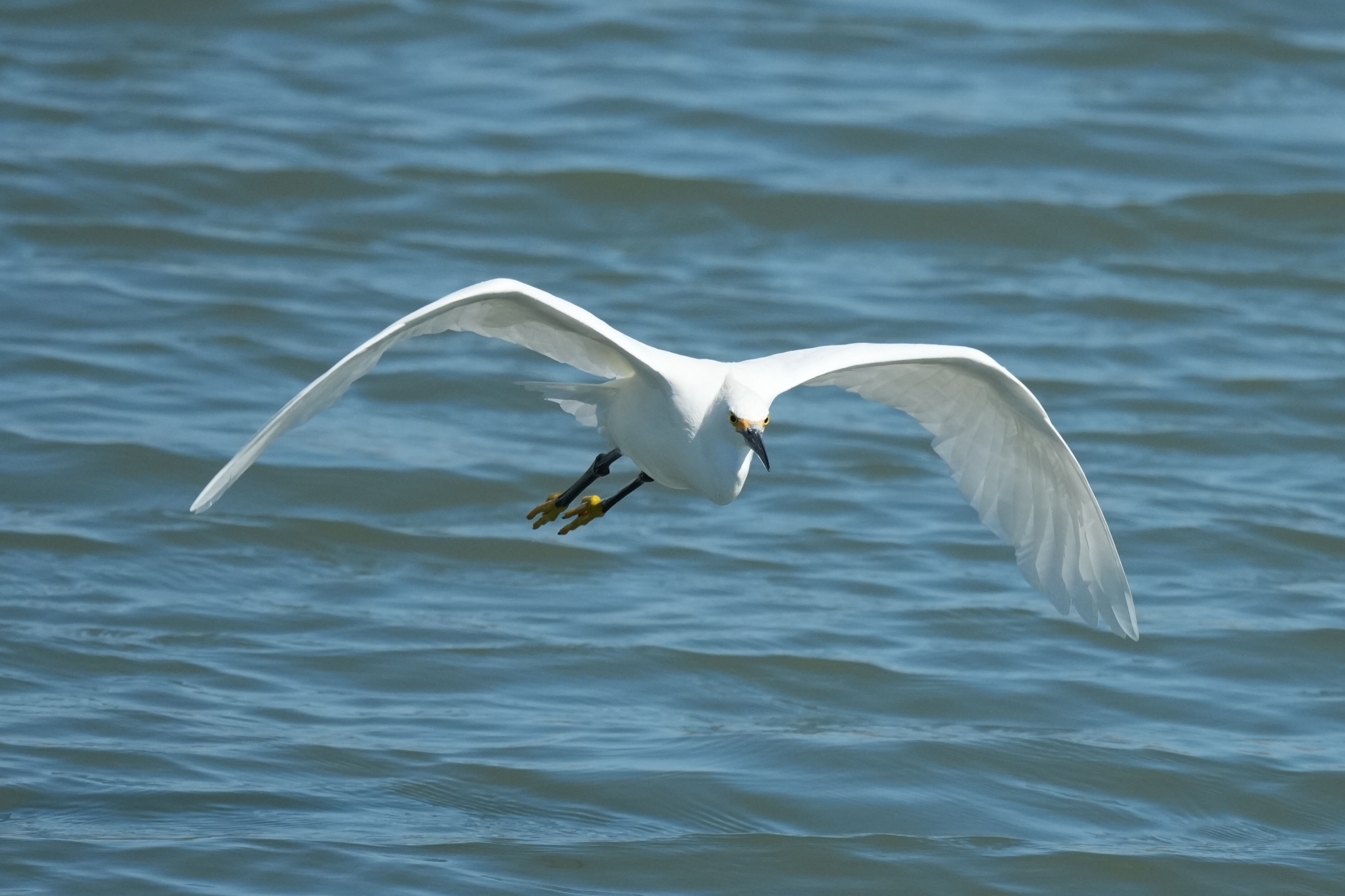 Redwood Shores Loop Trail