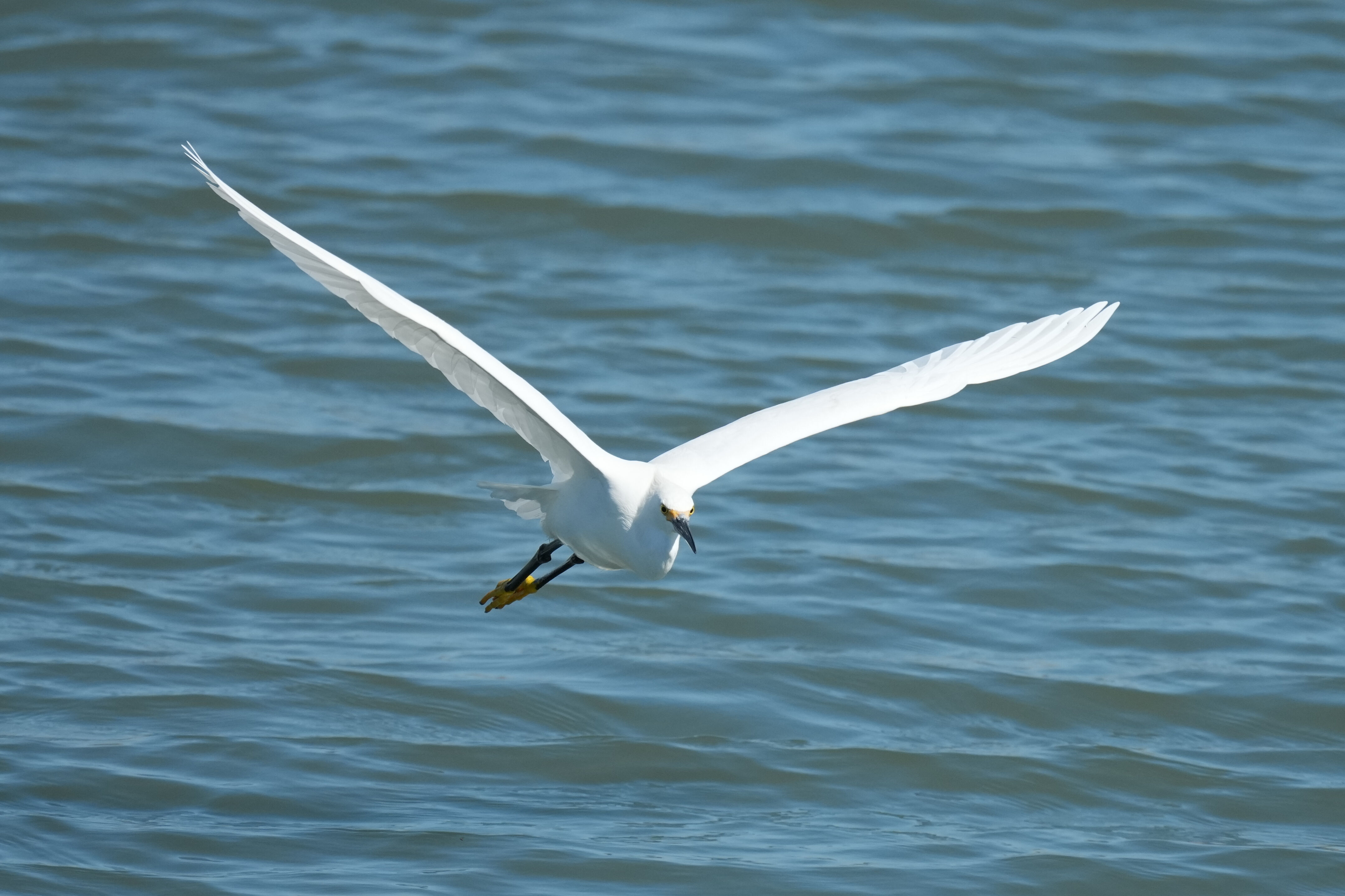 Redwood Shores Loop Trail