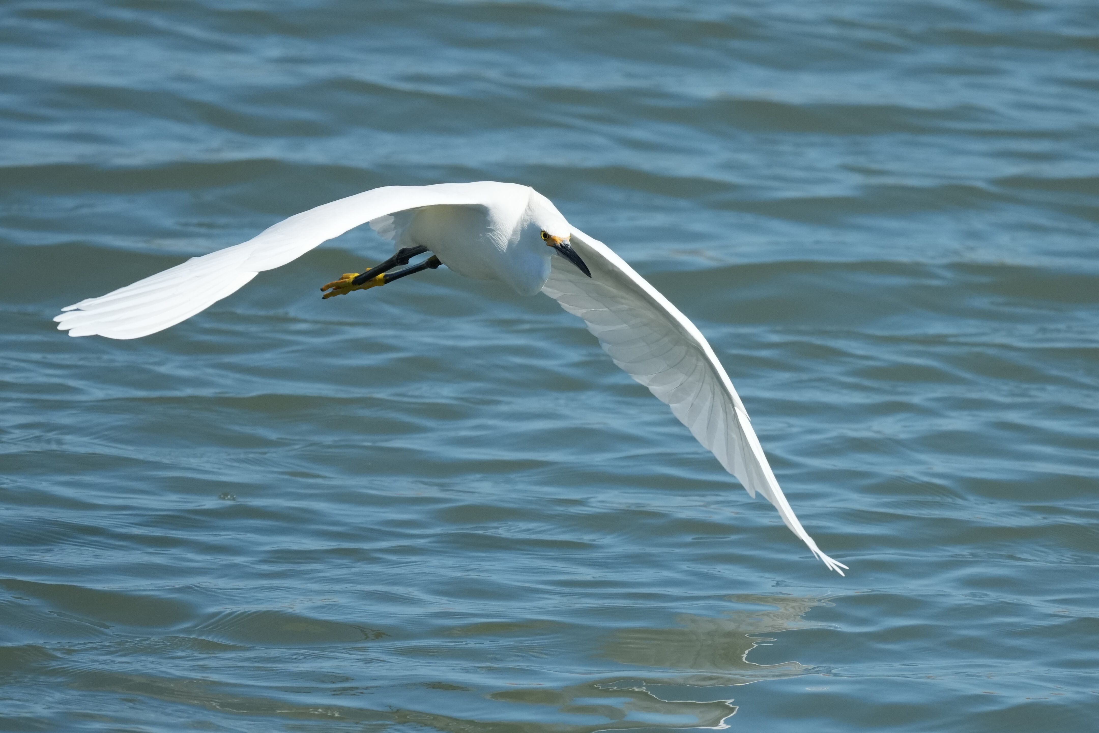 Redwood Shores Loop Trail