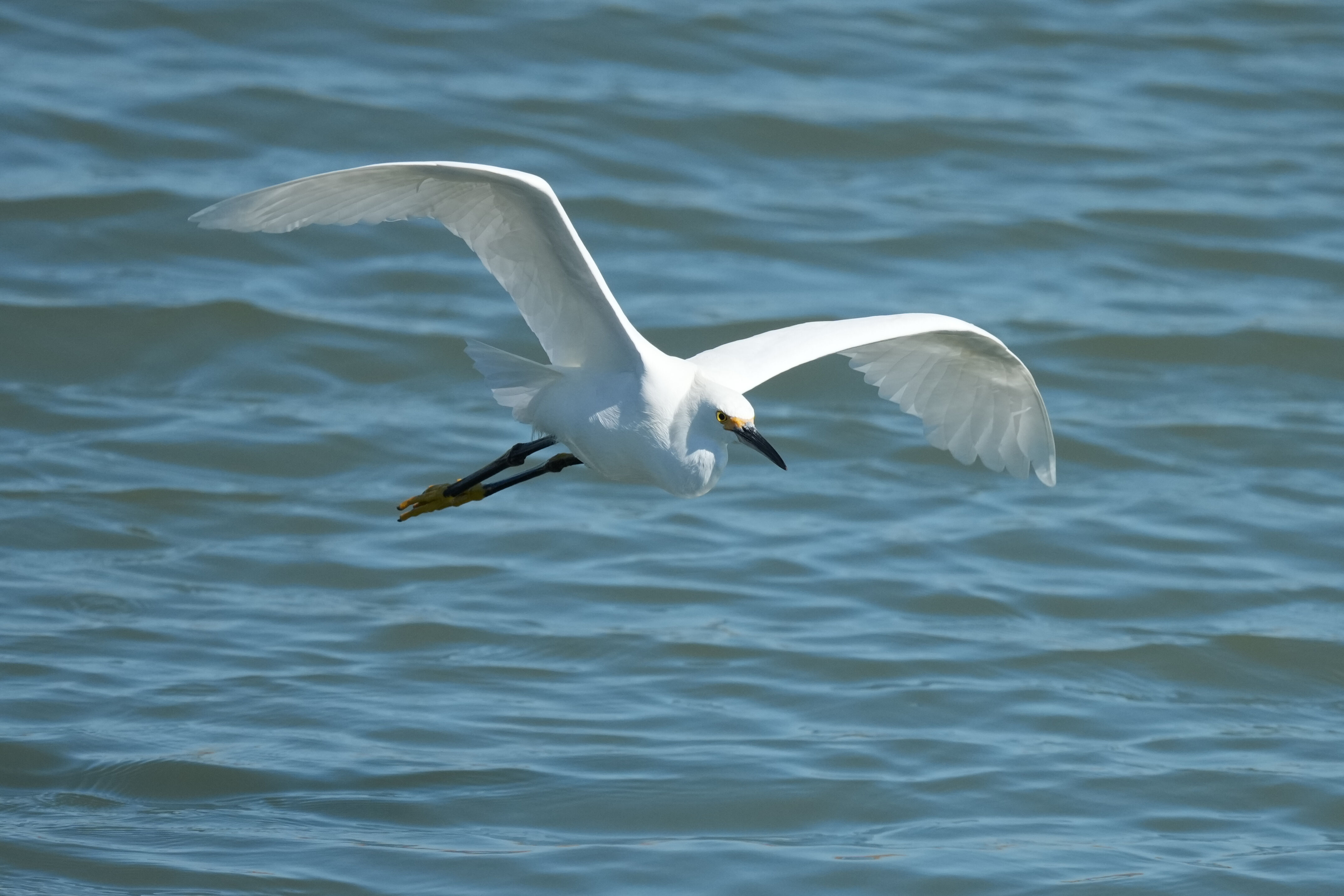 Redwood Shores Loop Trail