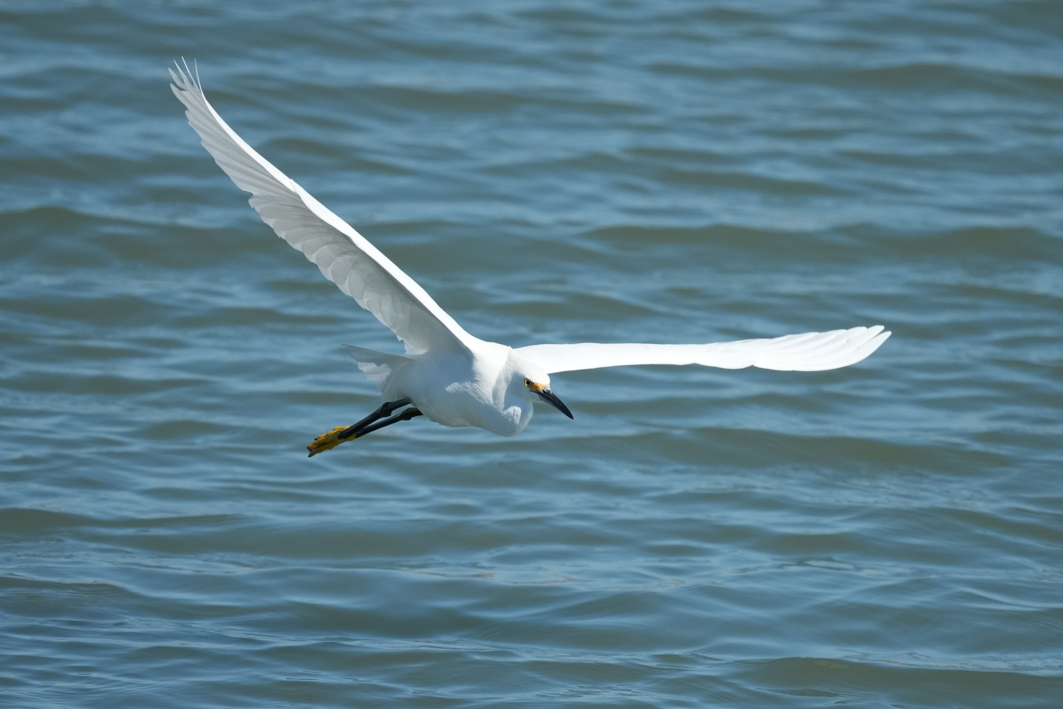 Redwood Shores Loop Trail
