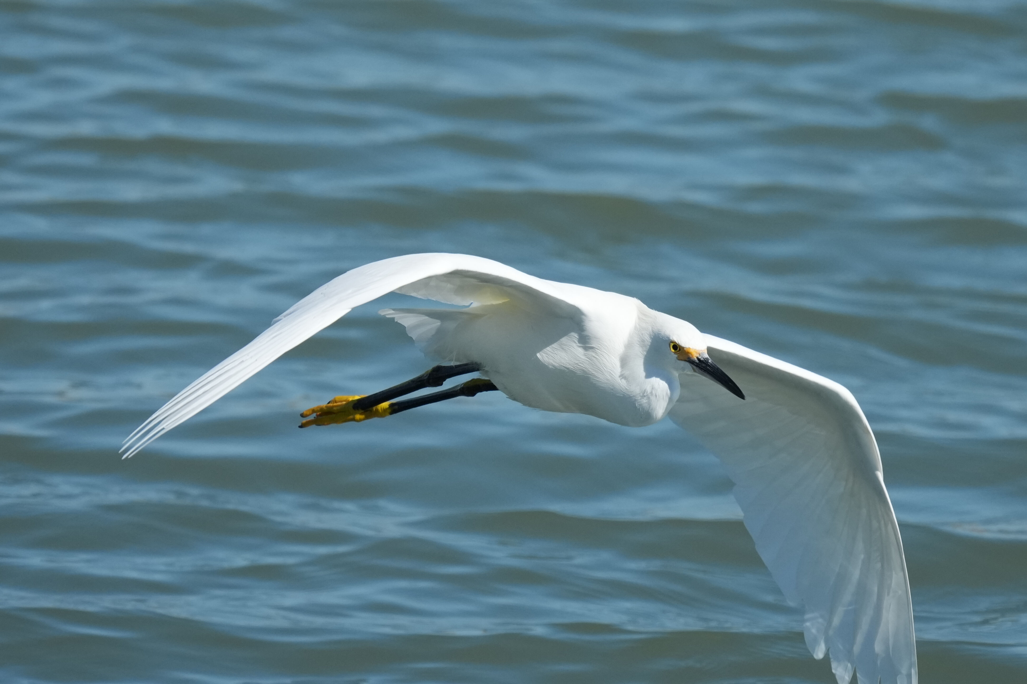 Redwood Shores Loop Trail