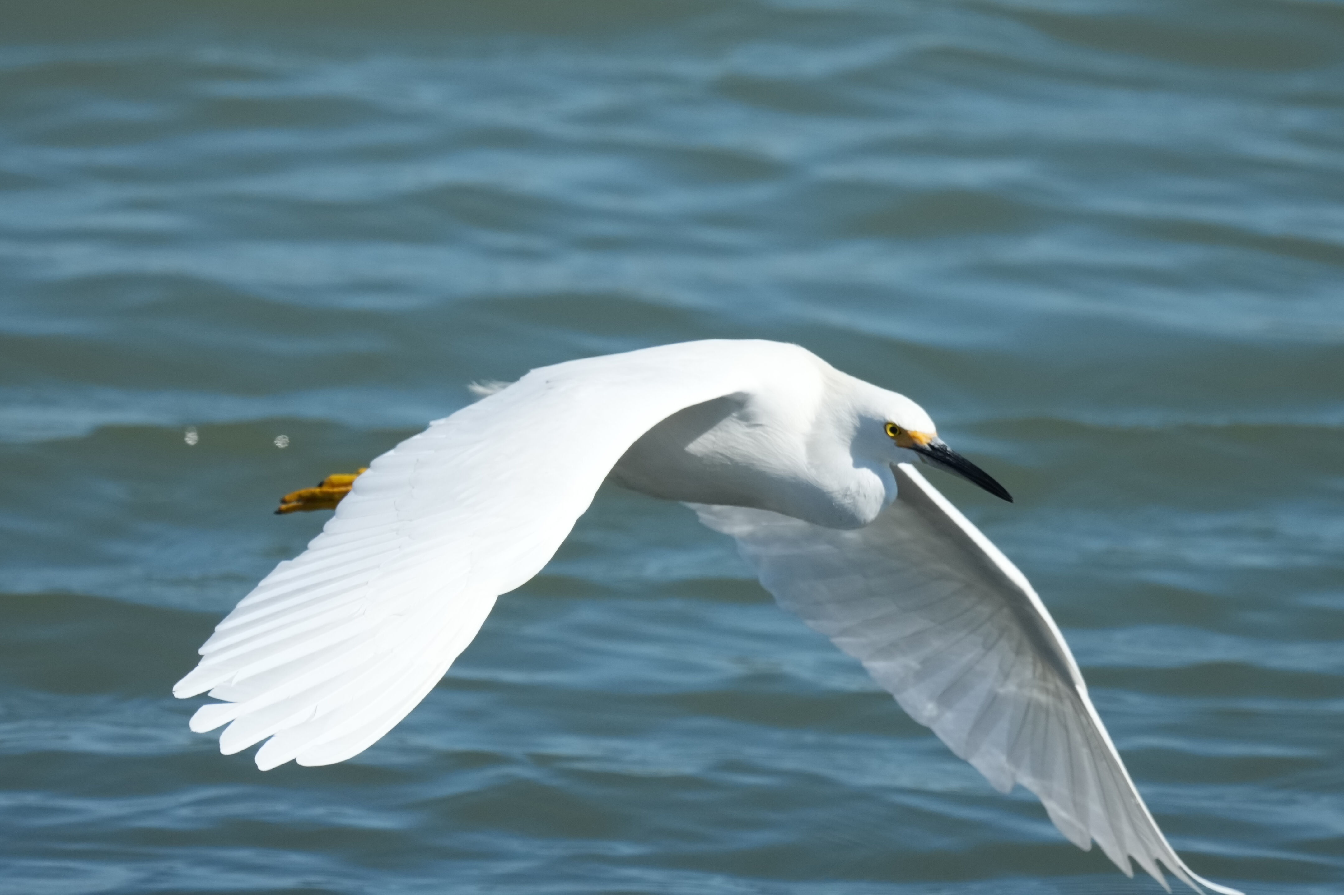 Redwood Shores Loop Trail