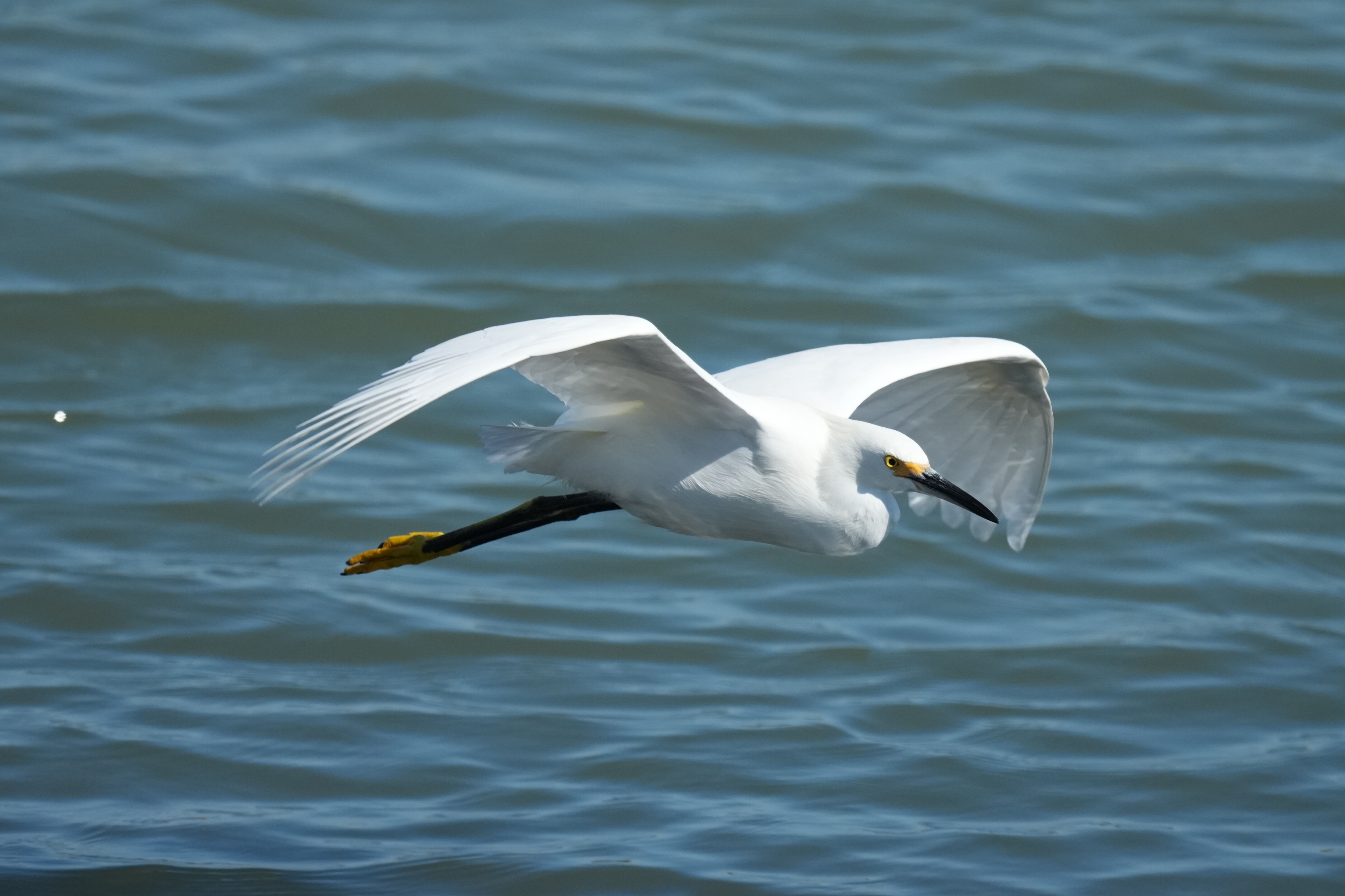 Redwood Shores Loop Trail
