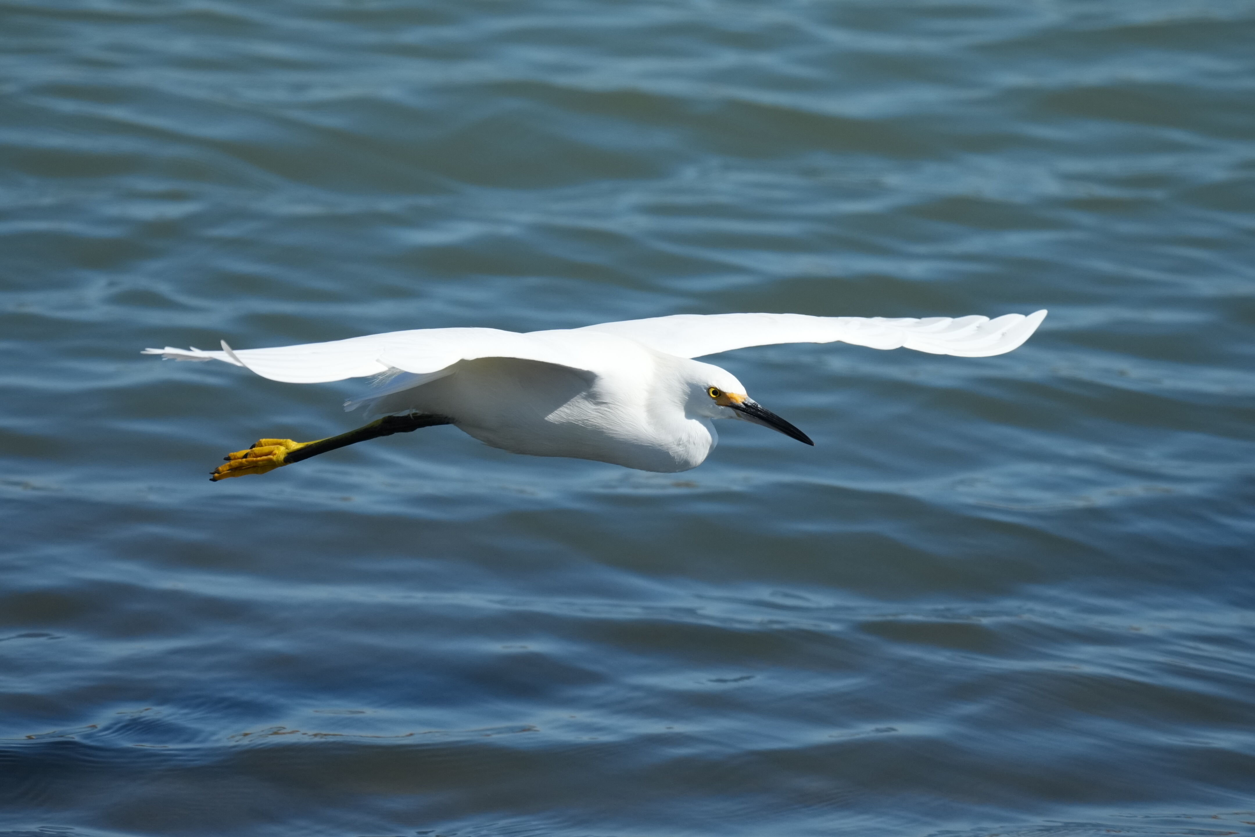 Redwood Shores Loop Trail